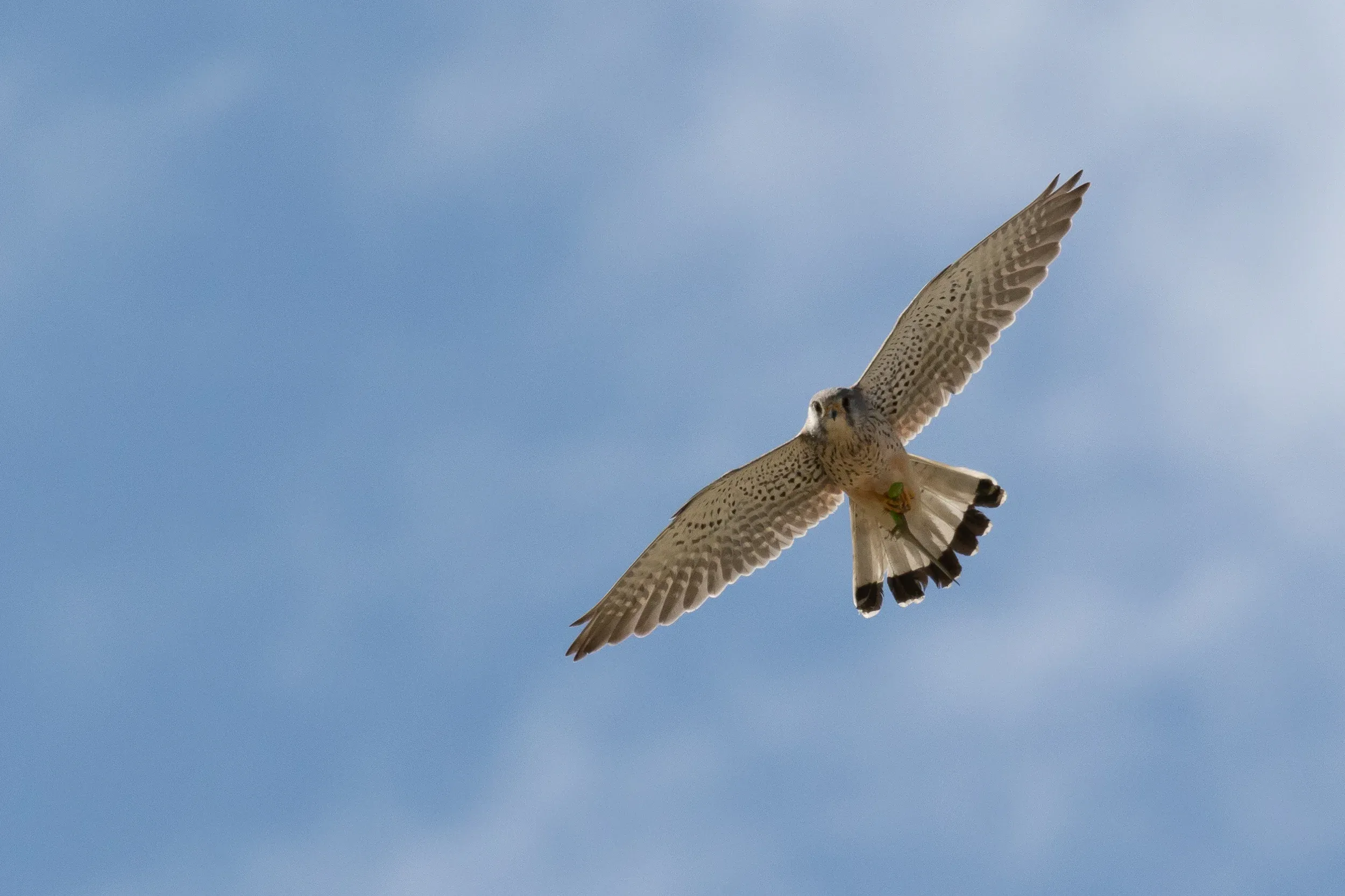 Adult male Common Kestrel with a Sand Lizard.