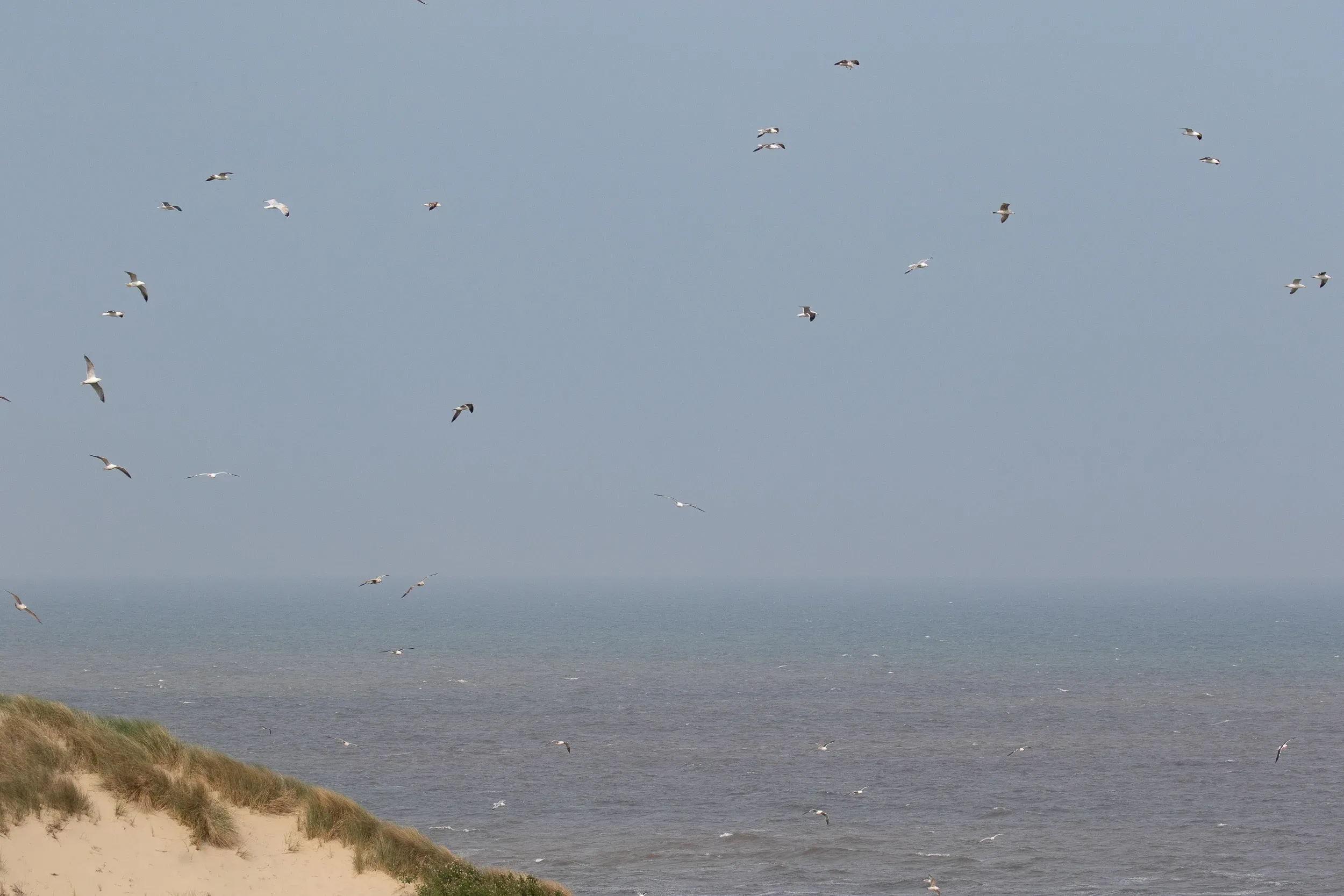 A continuous stream of GBBG, LBBG and HG was going north.