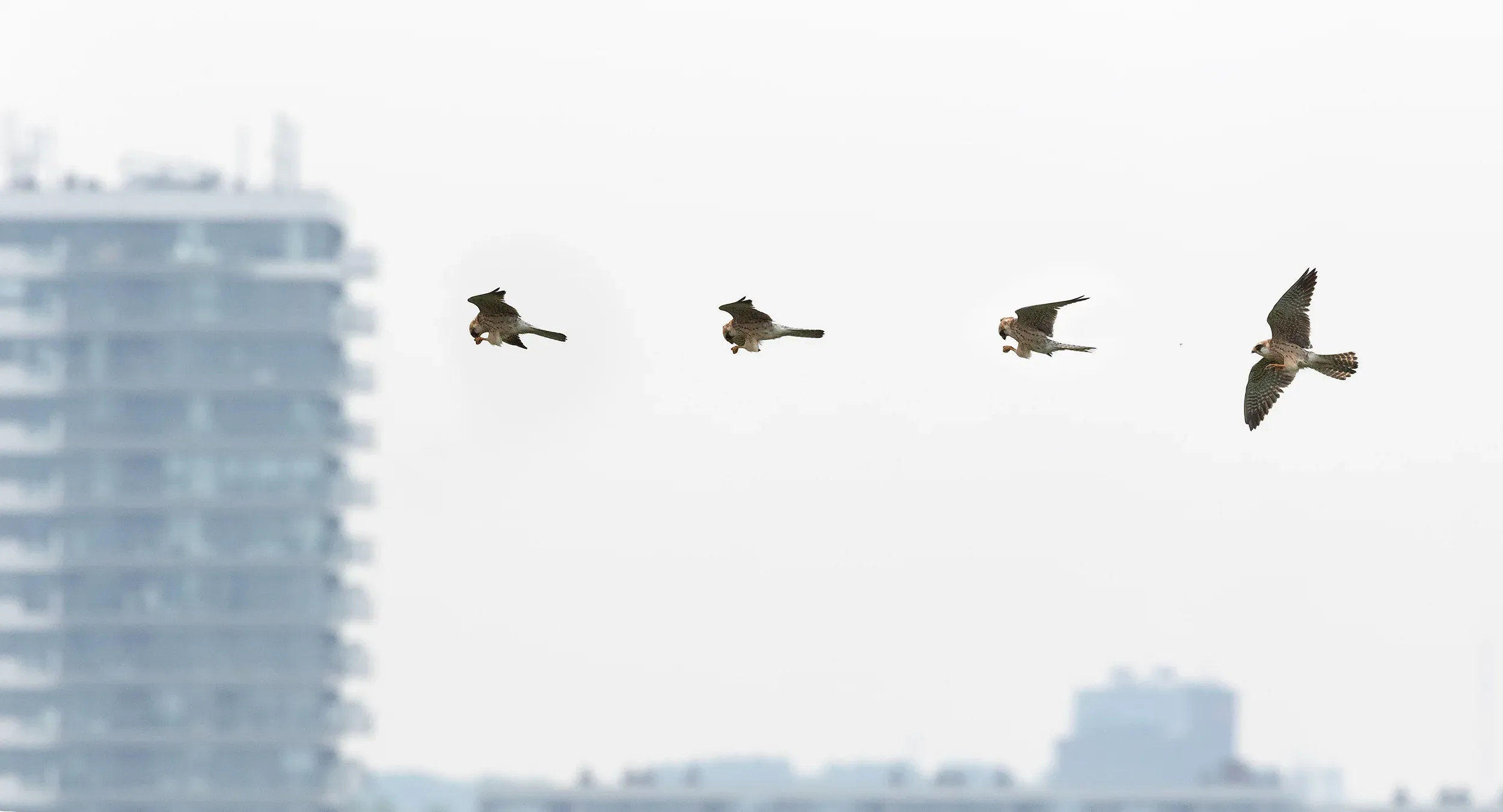 2CY Female Red-footed Falcon (photo compilation).