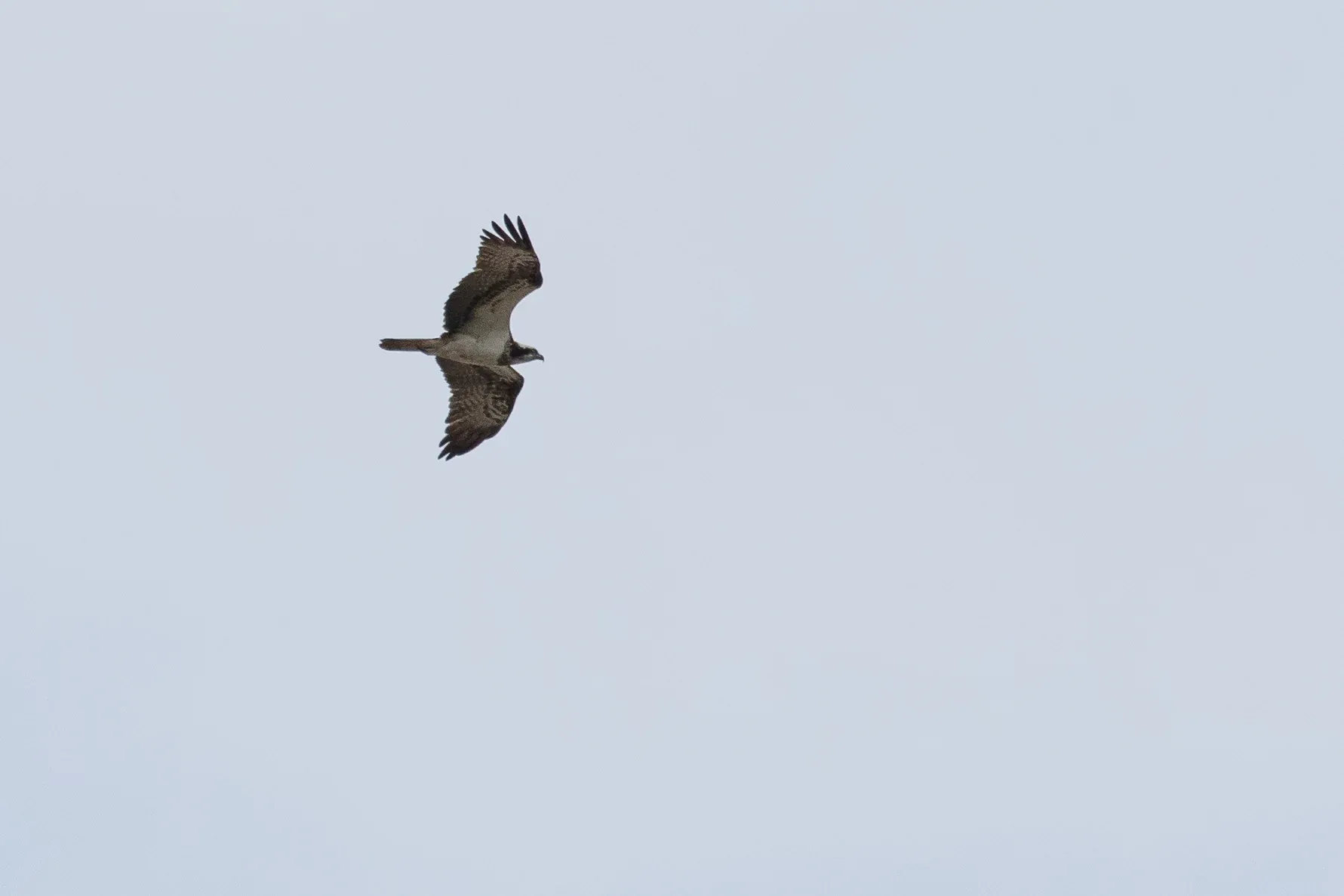 Adult female Osprey.