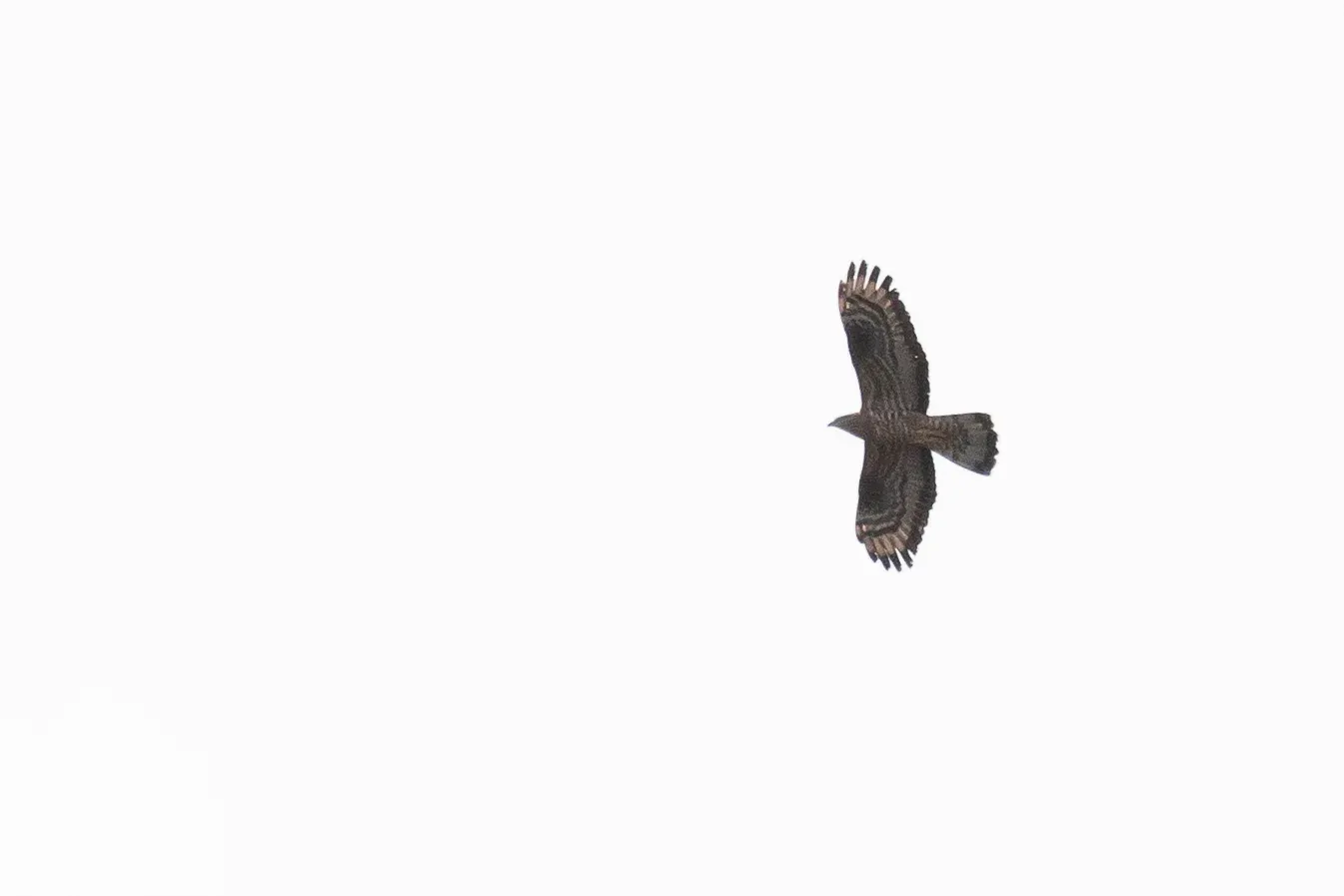 Adult male Honey Buzzard.