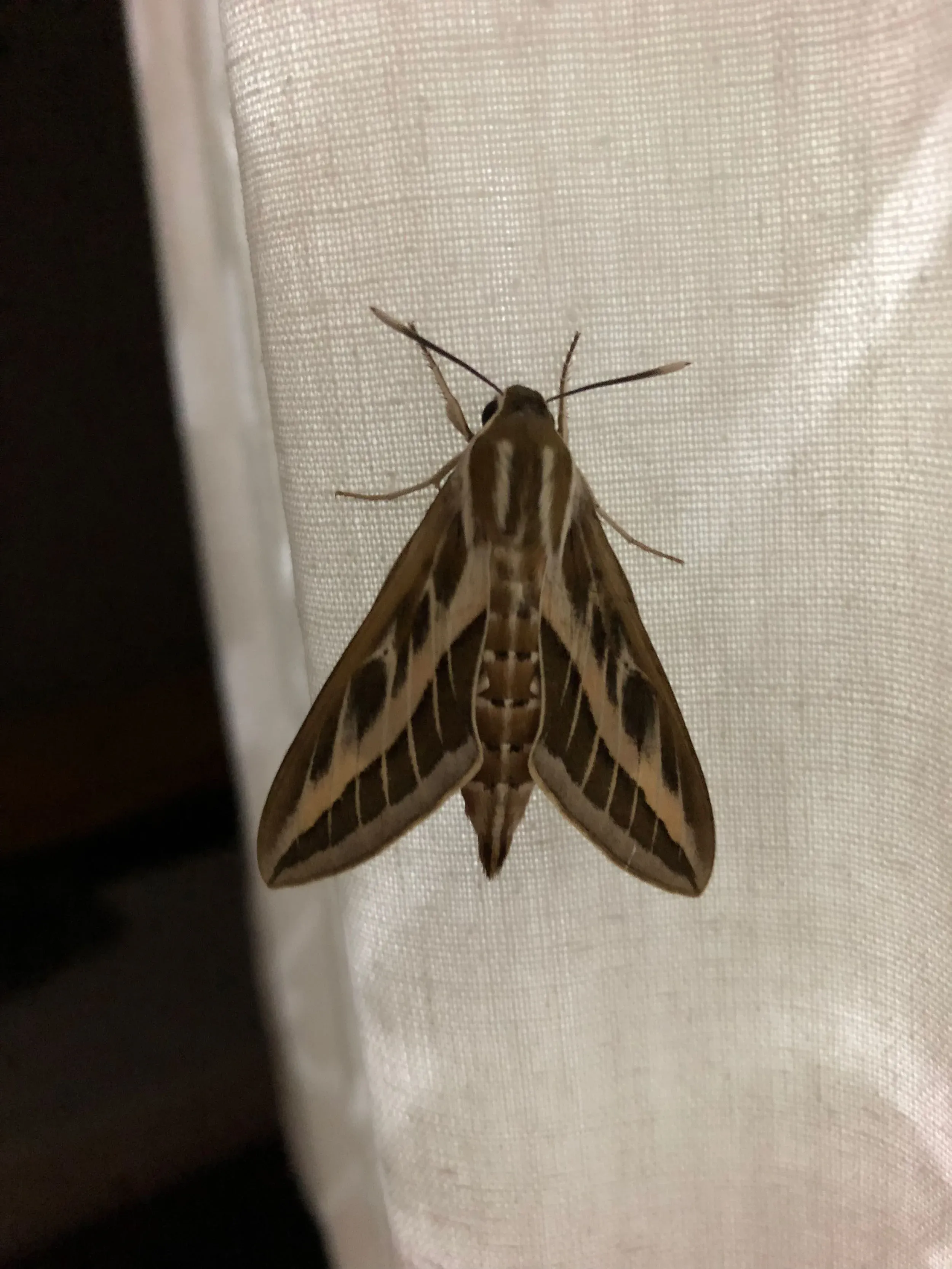 August 18th. I’m not at all into Moths and Butterflies, but some are so obliging even I cannot escape from them. If I’m right this is a Striped Hawkmoth.
