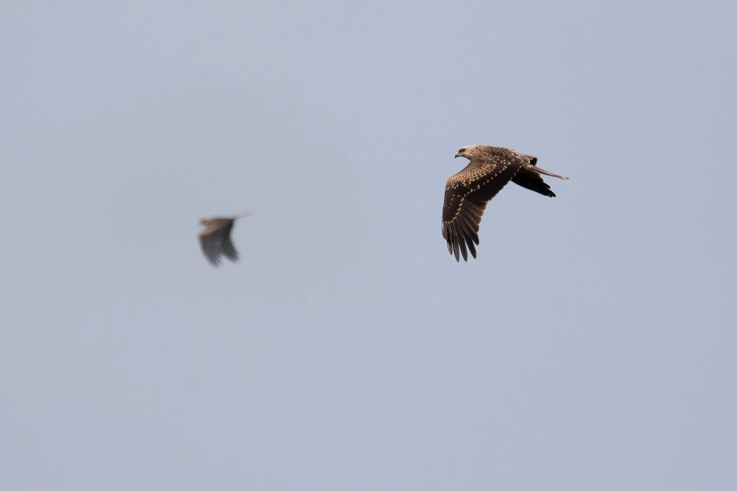 August 21st. Juvenile Black Kites. I regret having so little proper photos of the Black Kites. They’re perhaps not considered to be the most interesting species passing in the bottleneck, but they have grown on me. At one point I hope to have a nice collection of photos to show the incredible plumage variability of this species.