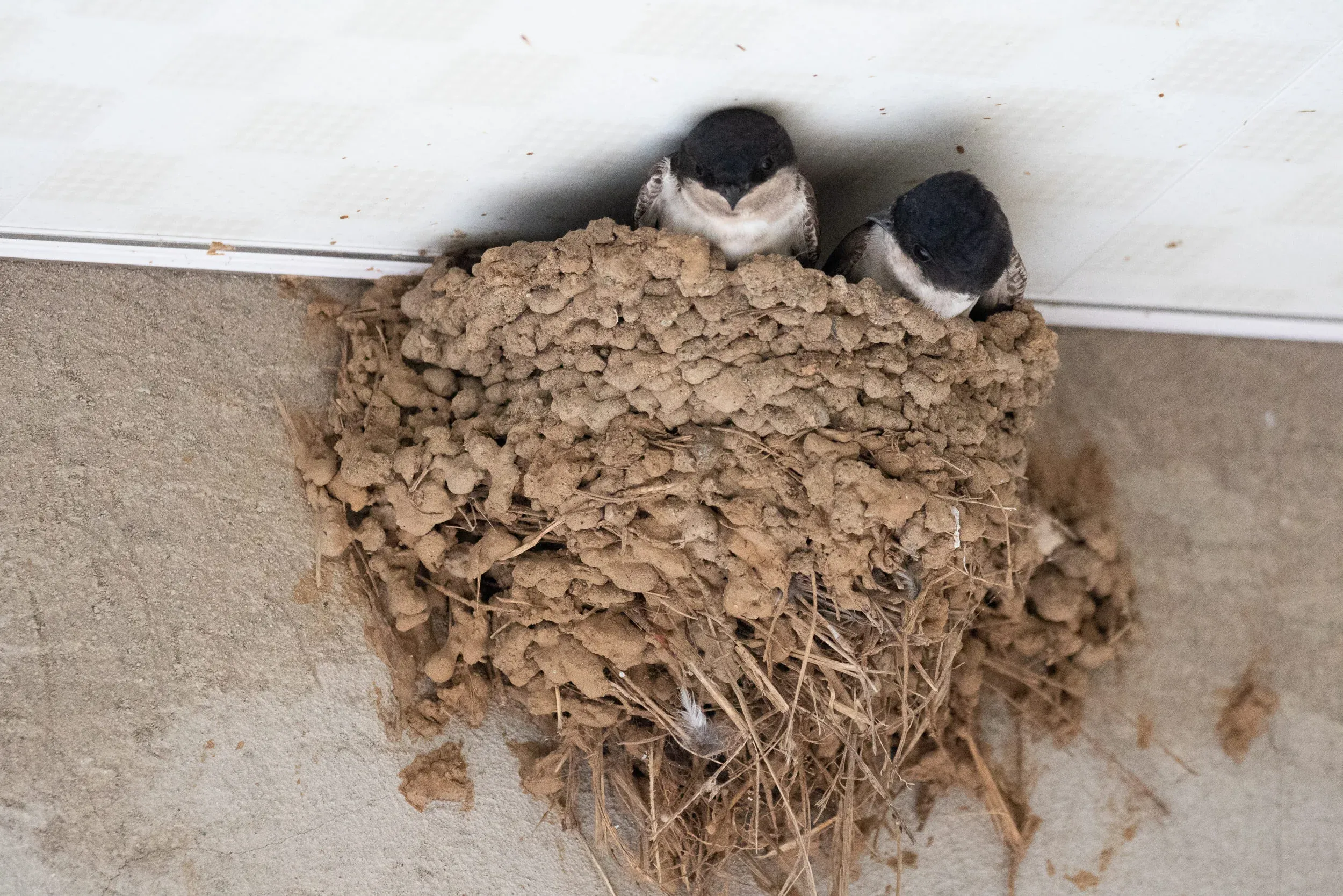 August 21st. Ruslan’s guesthouse not only hosts the BRC family during the season, but now also hosts a family of House Martins. The birds come back to the nest to roost during the nights.