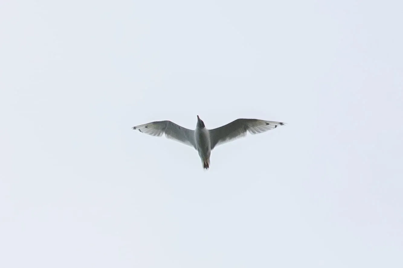 August 23rd. Pallas / Great Black-headed Gull, a very early record. For some reason this bird decided to fly right over our heads. Despite the crappy angle for photos, a great way to ‘bimbo’ (a bimbo = a lifer) this bird. There would be quite a few more observations of this species this autumn.