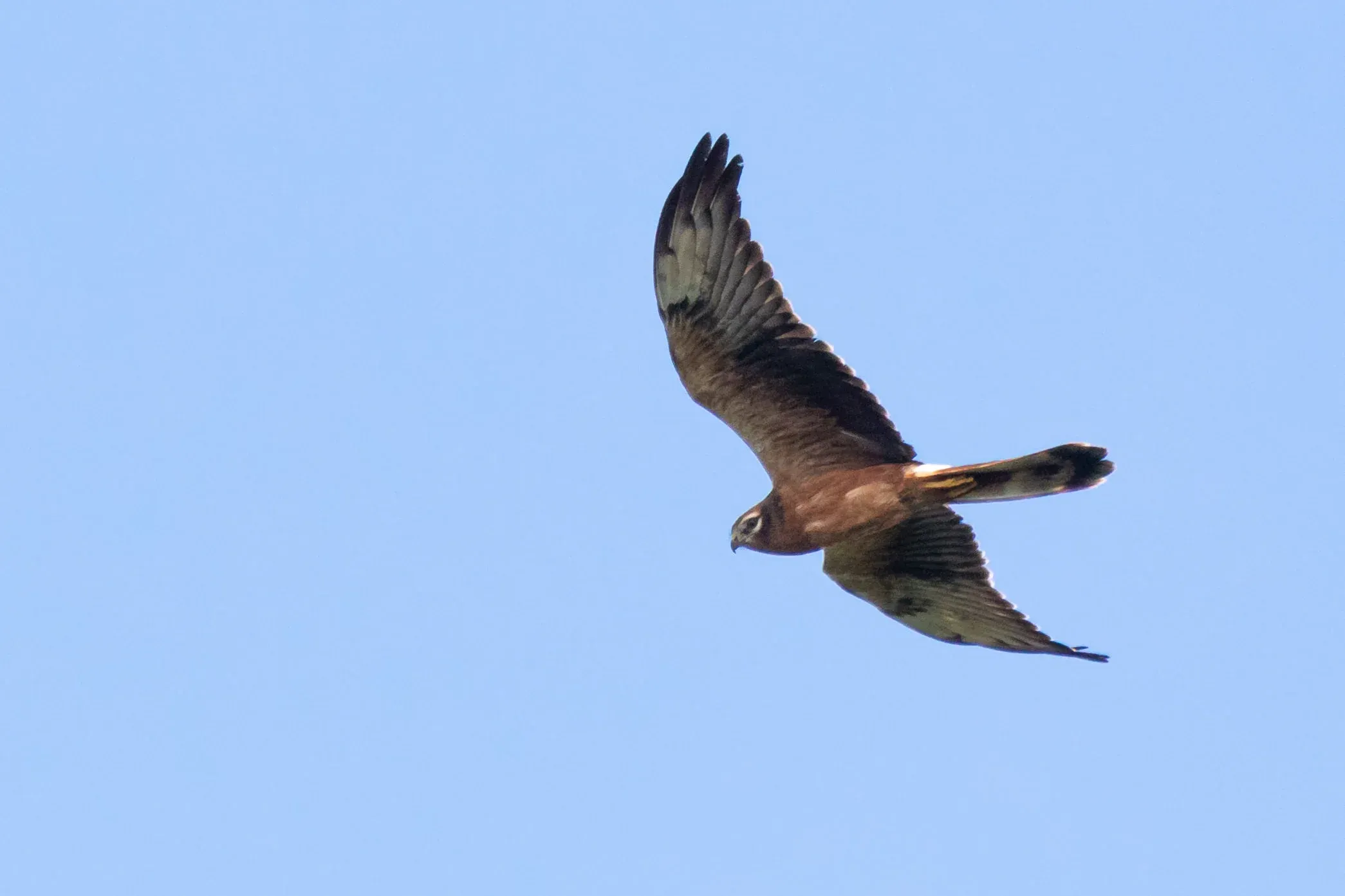 August 26th. Montagu’s Harrier juvenile female.