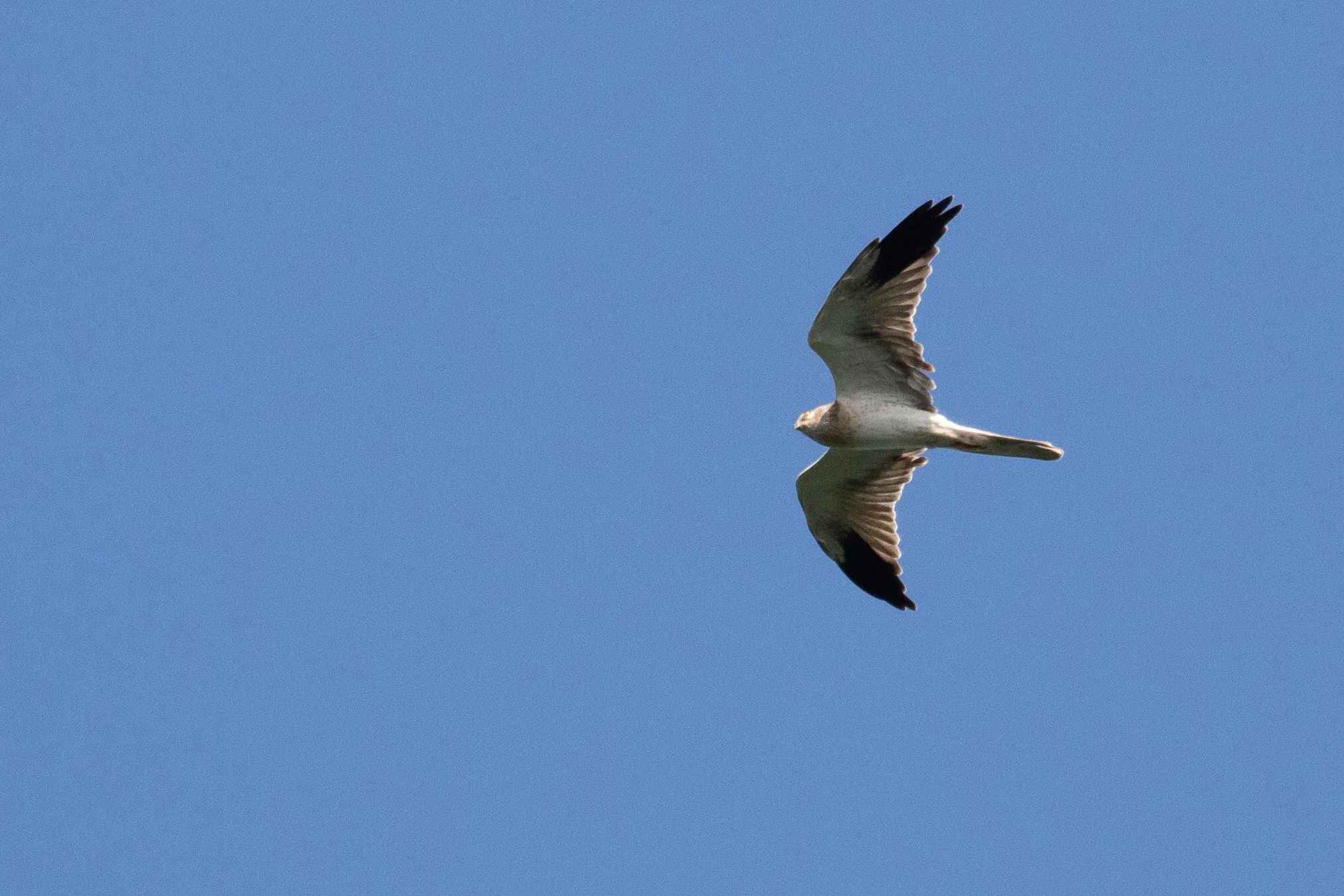 August 26th. Another immature male Pallid Harrier that’s still moulting some of its secondaries. It appears two secondaries are missing (one on both wings) and two secondaries (one on both wings) are still juvenile type.