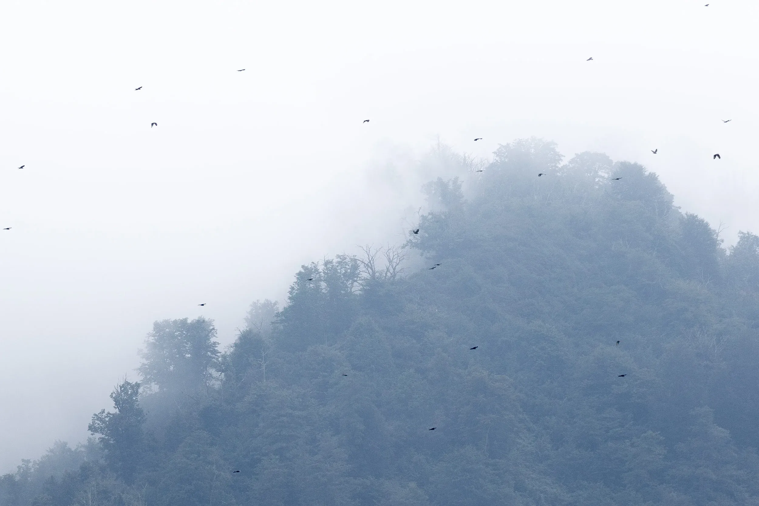 August 30th. When clouds cover the mountain, soaring raptors such as these Honey Buzzards are forced to fly through the bottleneck.