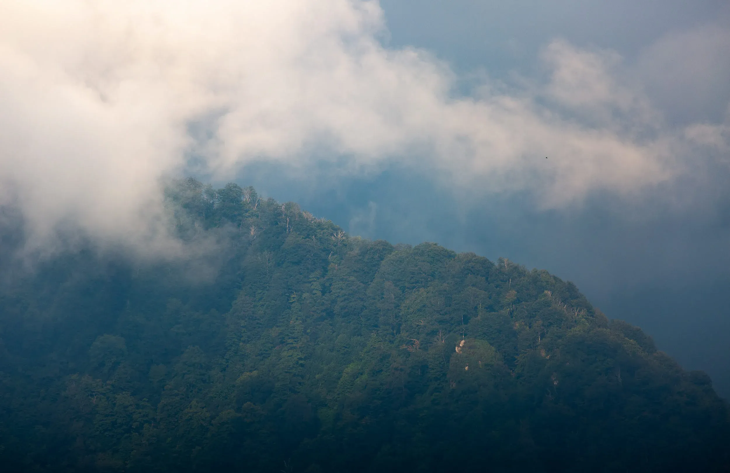 August 30th. Lone raptor (the black dot on the right half of the image in the clouds) moving through the bottleneck in the beautiful light of evening.