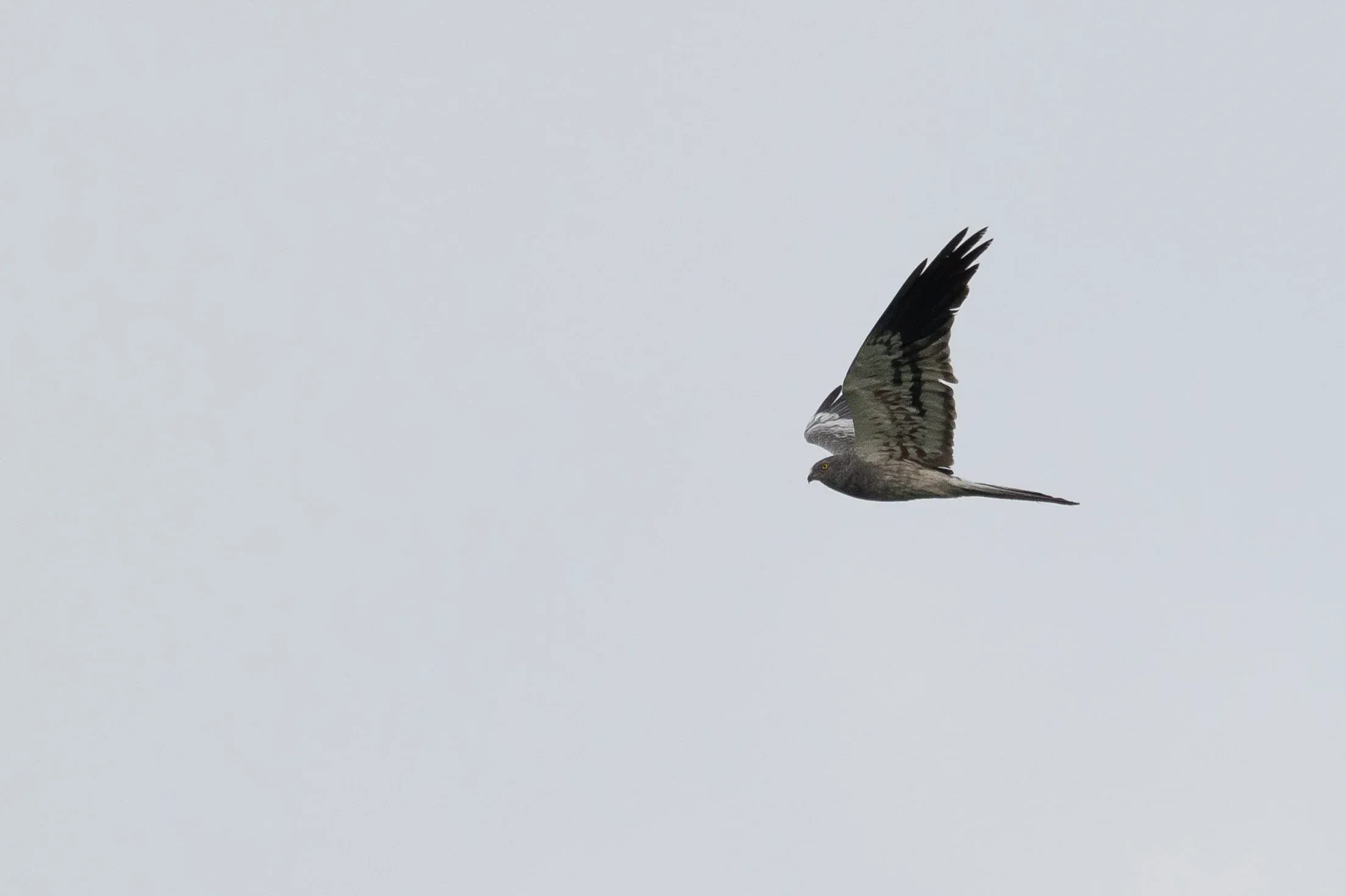 August 30th. Little stunner. Adult male Montagu’s Harrier. One day I’ll photograph one up close in beautiful light…