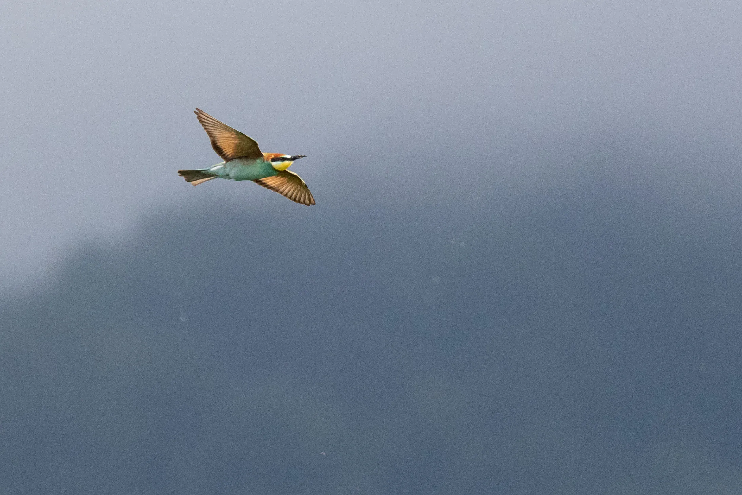 September 1st. European Bee-eater