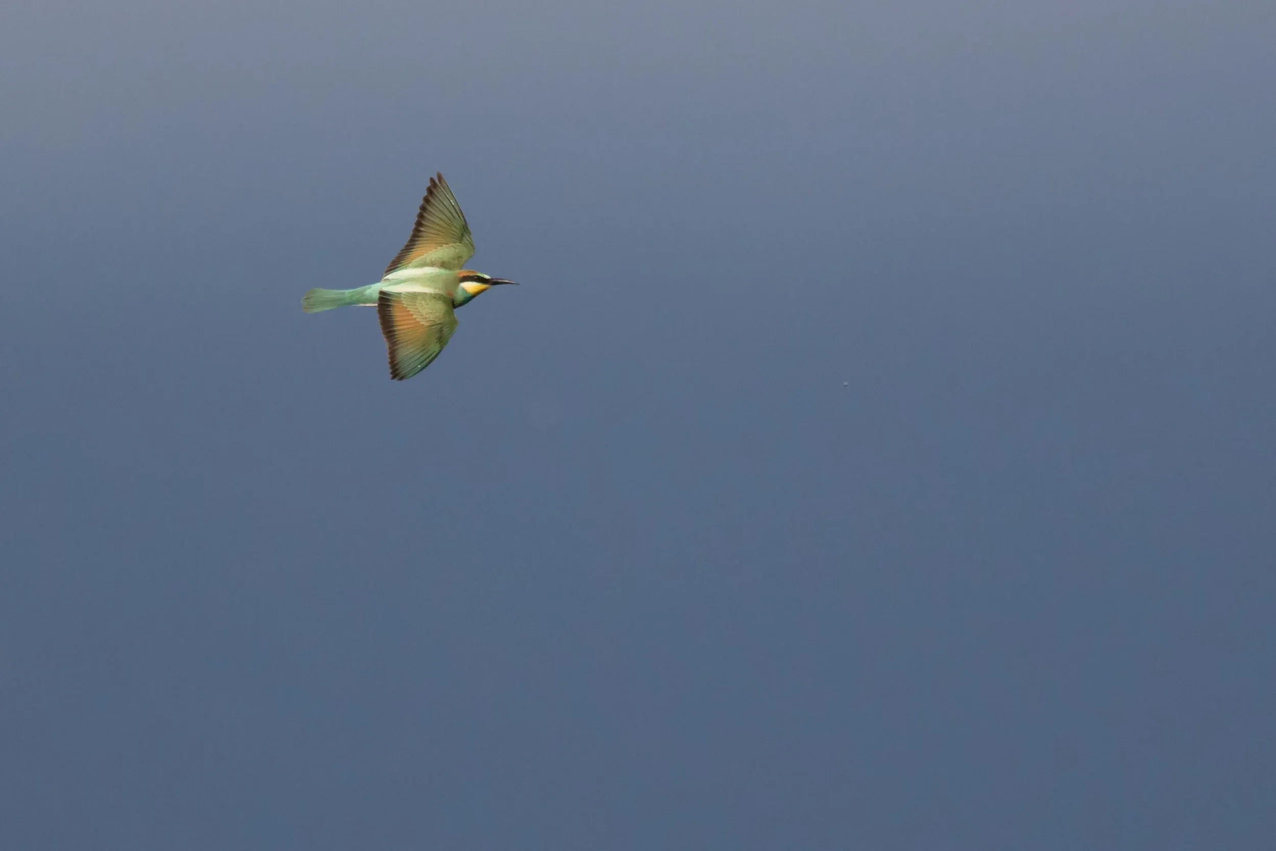 September 1st. European Bee-eater
