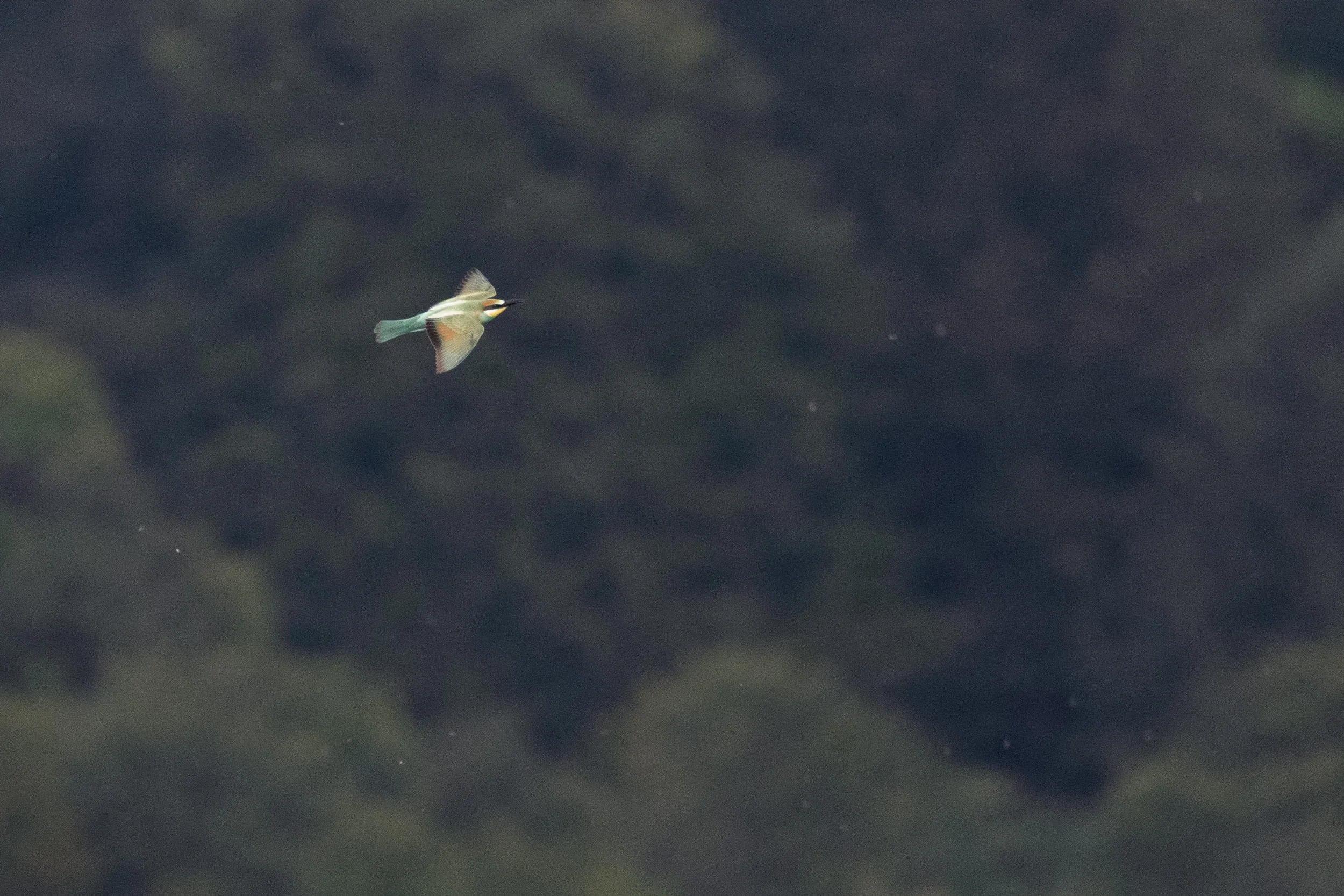 September 1st. European Bee-eater. All the ‘specks’ are in fact insects, no wonder the birds stayed around for long.
