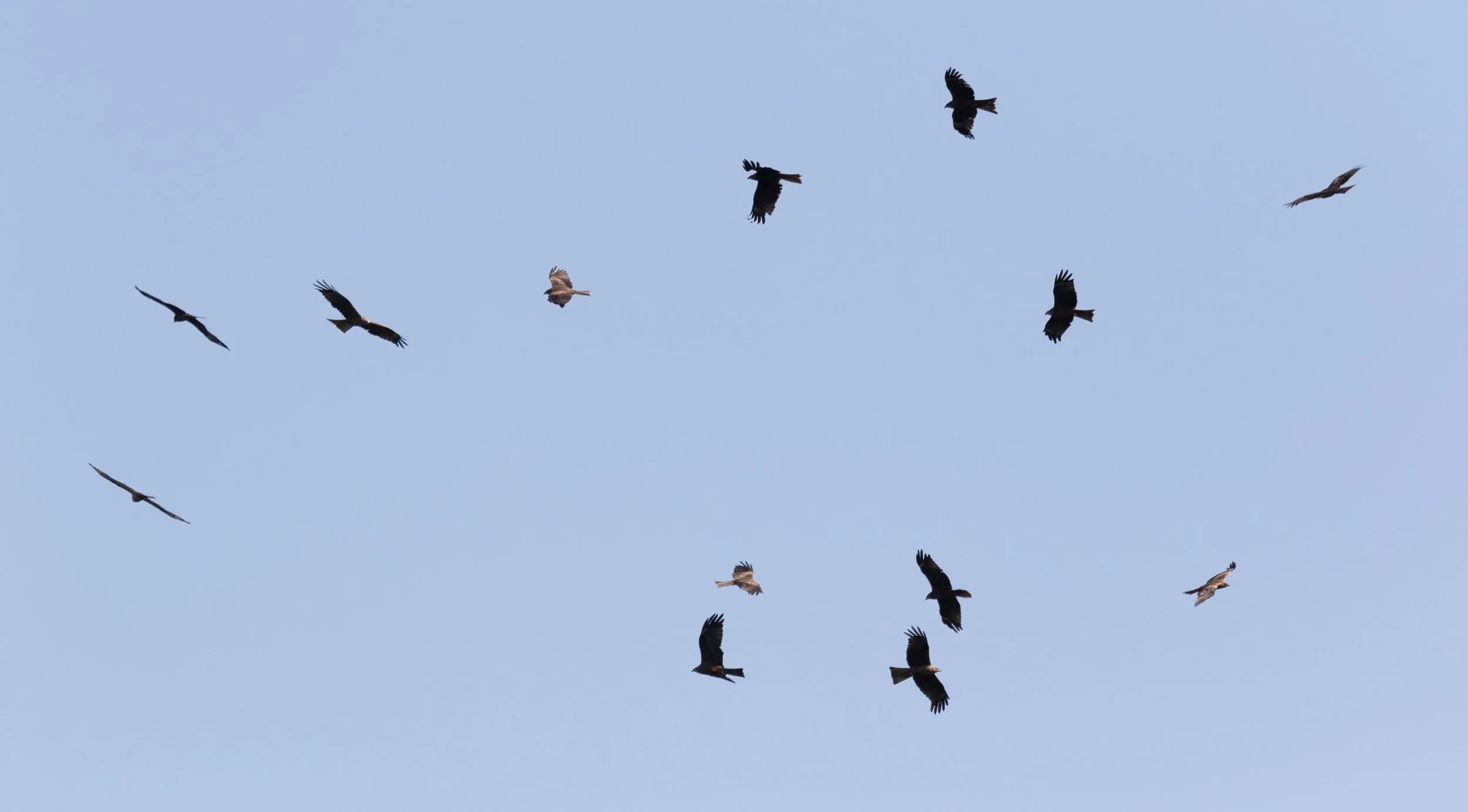 September 6th. Kettle of Black Kites.