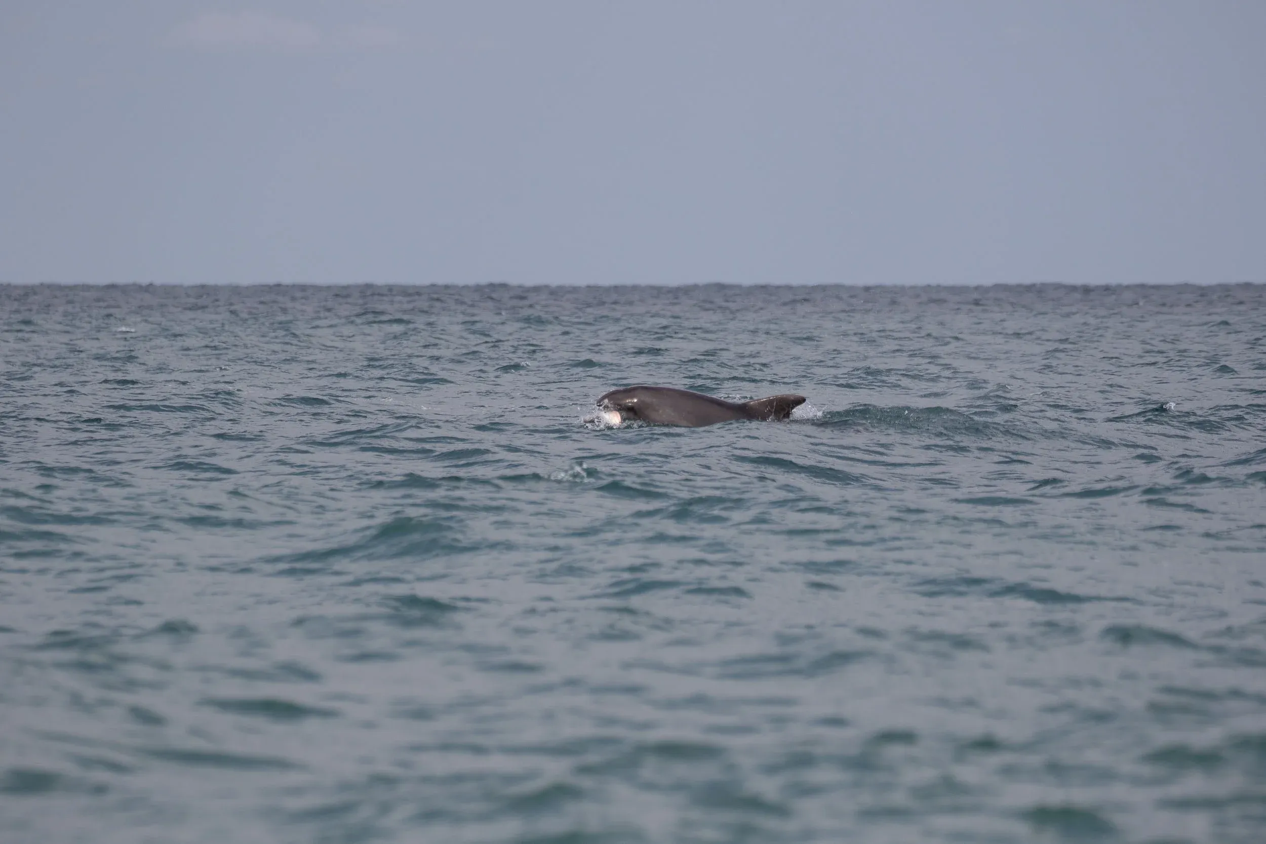 September 7th. Three species of dolphin can be observed in the Black Sea. Sometimes they approach quite close and are easy to spot…