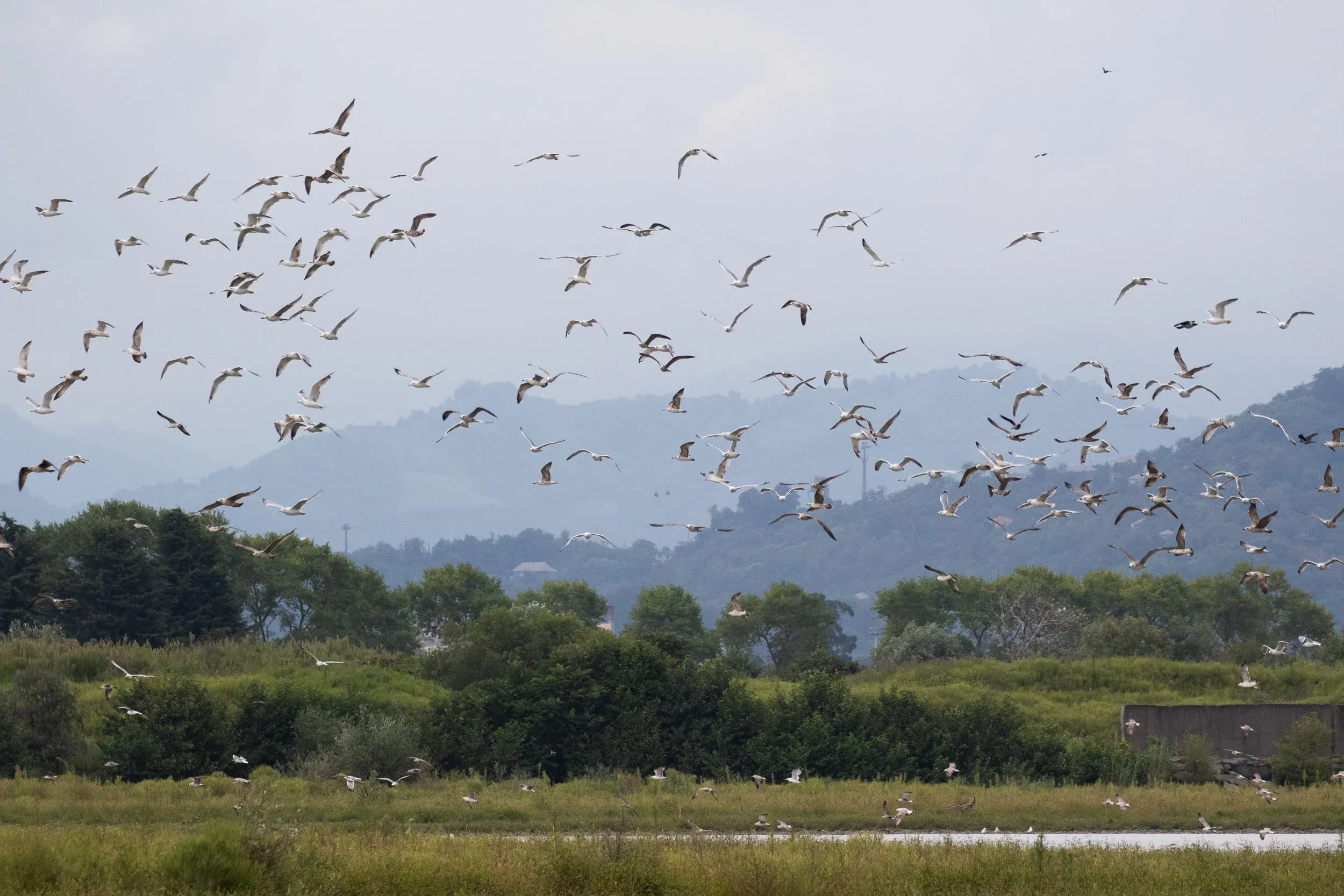 September 7th. The Chorokhi Delta is great for gullwatching. Although I didn’t really focus on the gulls during this visit, the numbers were impressive, but nothing compared to winter numbers .