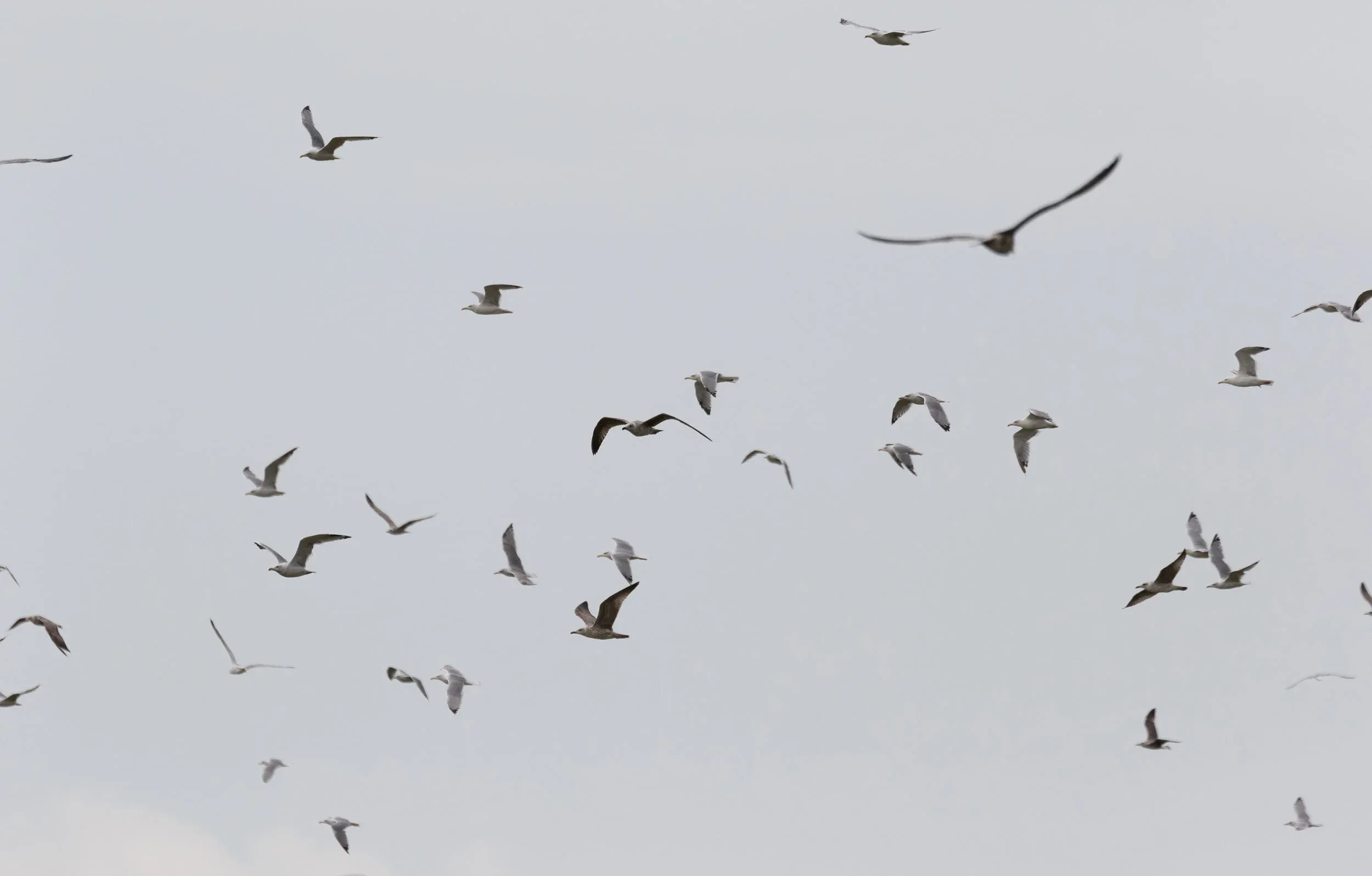 September 7th. Mostly Yellow-legged Gulls.