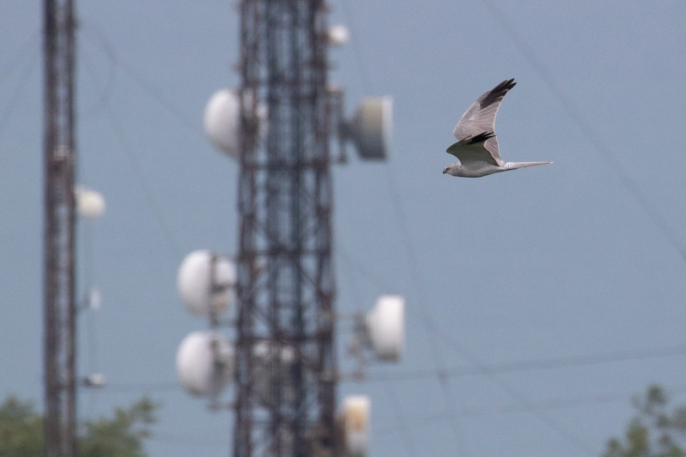 September 10th. Same bird.