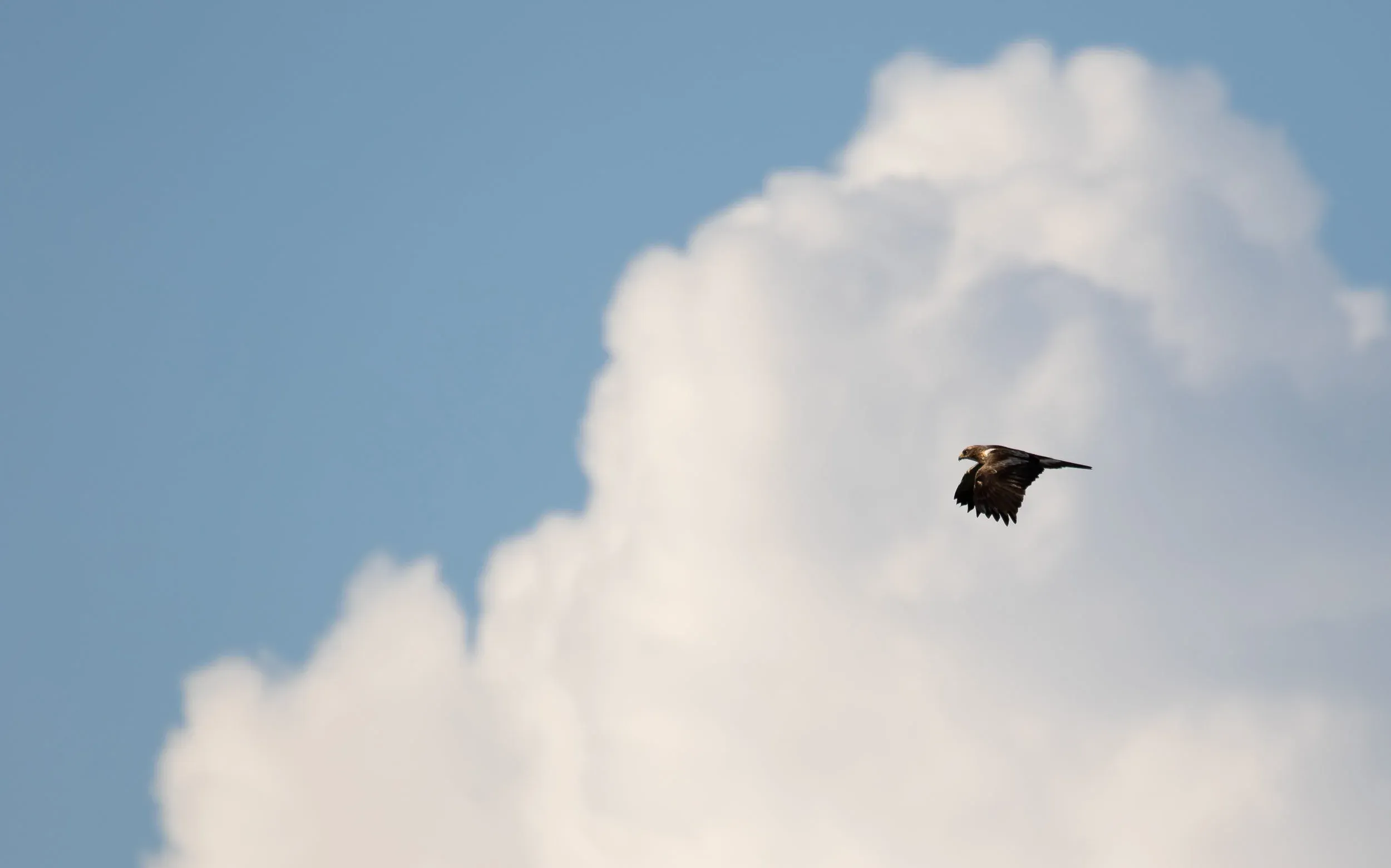 September 11th. Around the middle of September, Booted Eagle migration generally peaks. This year, we seem to have lost a few thousand of these birds, for as of yet unknown reasons.