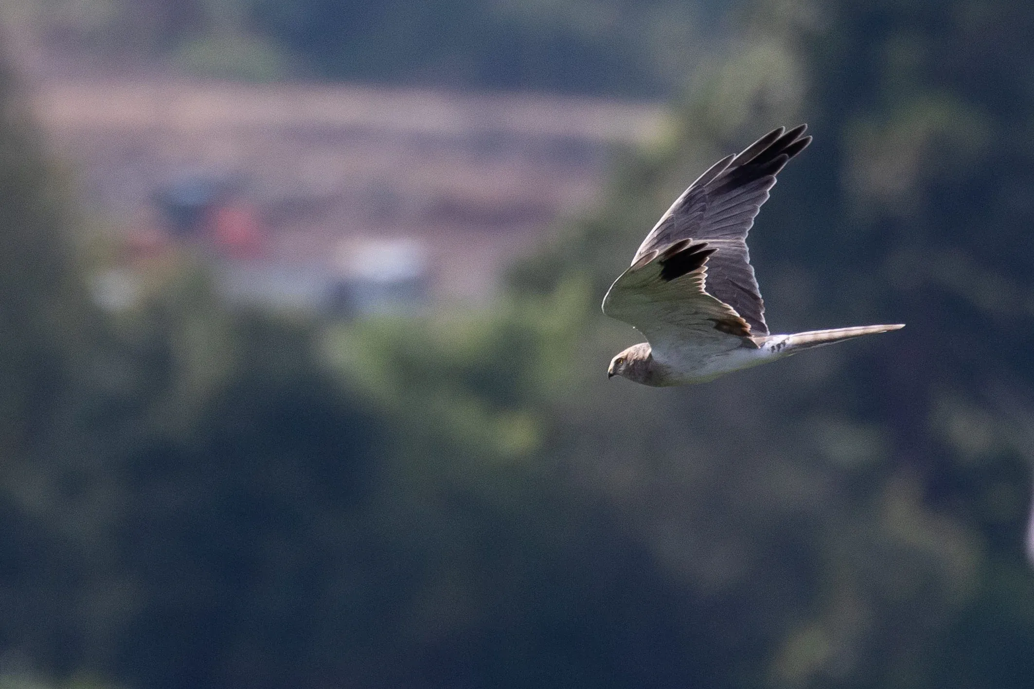 September 11th. I thought my Pallid Harrier photographs reached a peak with the adult on the 10th, but this immature male tops it easily. Notice the juvenile secondaries still present.