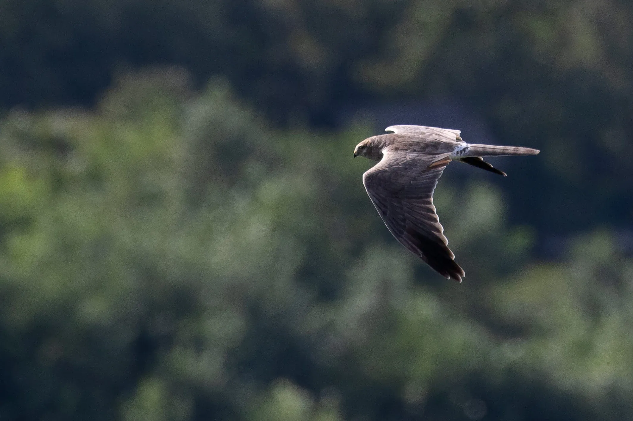 September 11th. Same bird.