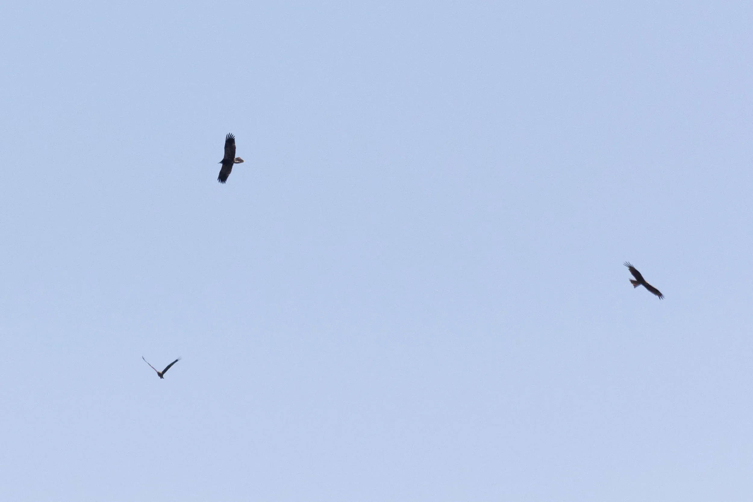 September 13th. For some reason I had to miss many Egyptian Vultures this season (there weren’t many), but this juvenile amongst Black Kites I have had good views of.