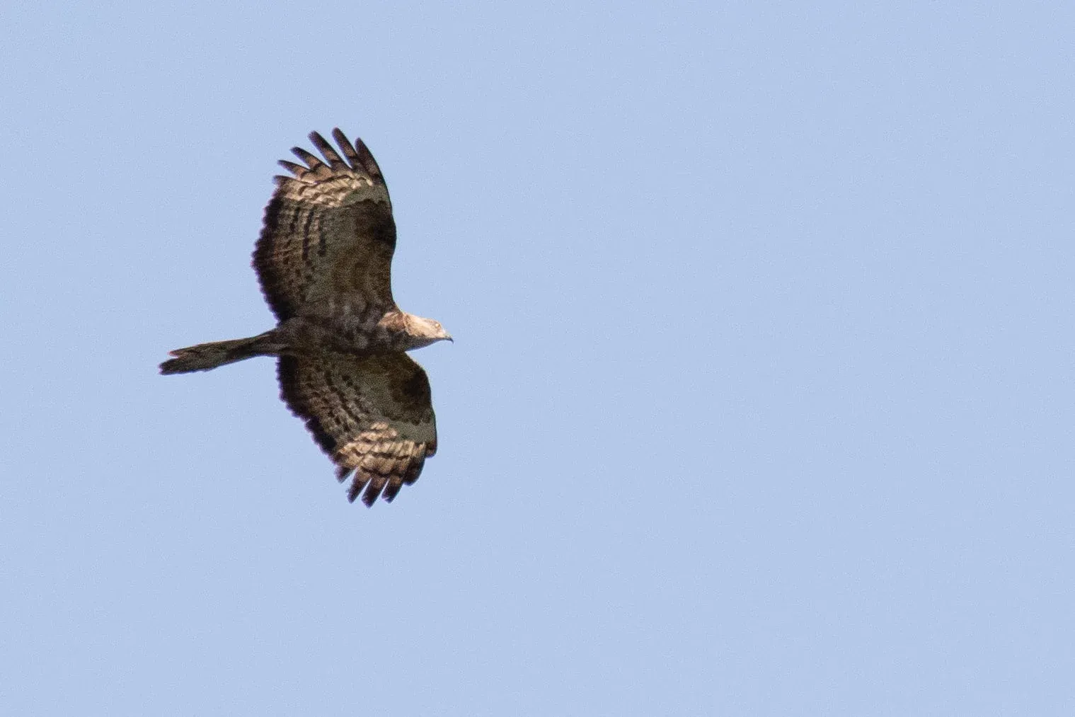 September 13th. Another strange female, perhaps quite a bit closer to a European than a CHB. Wingbarring more in line with CHB, carpal patch quite faint (though accentuated on this picture), short tail, but no gorget and wingtip not so large as in CHB. Bird was very large in comparison with other pure EHBs and had a very slow Short-toed Eagle-like wingbeat.