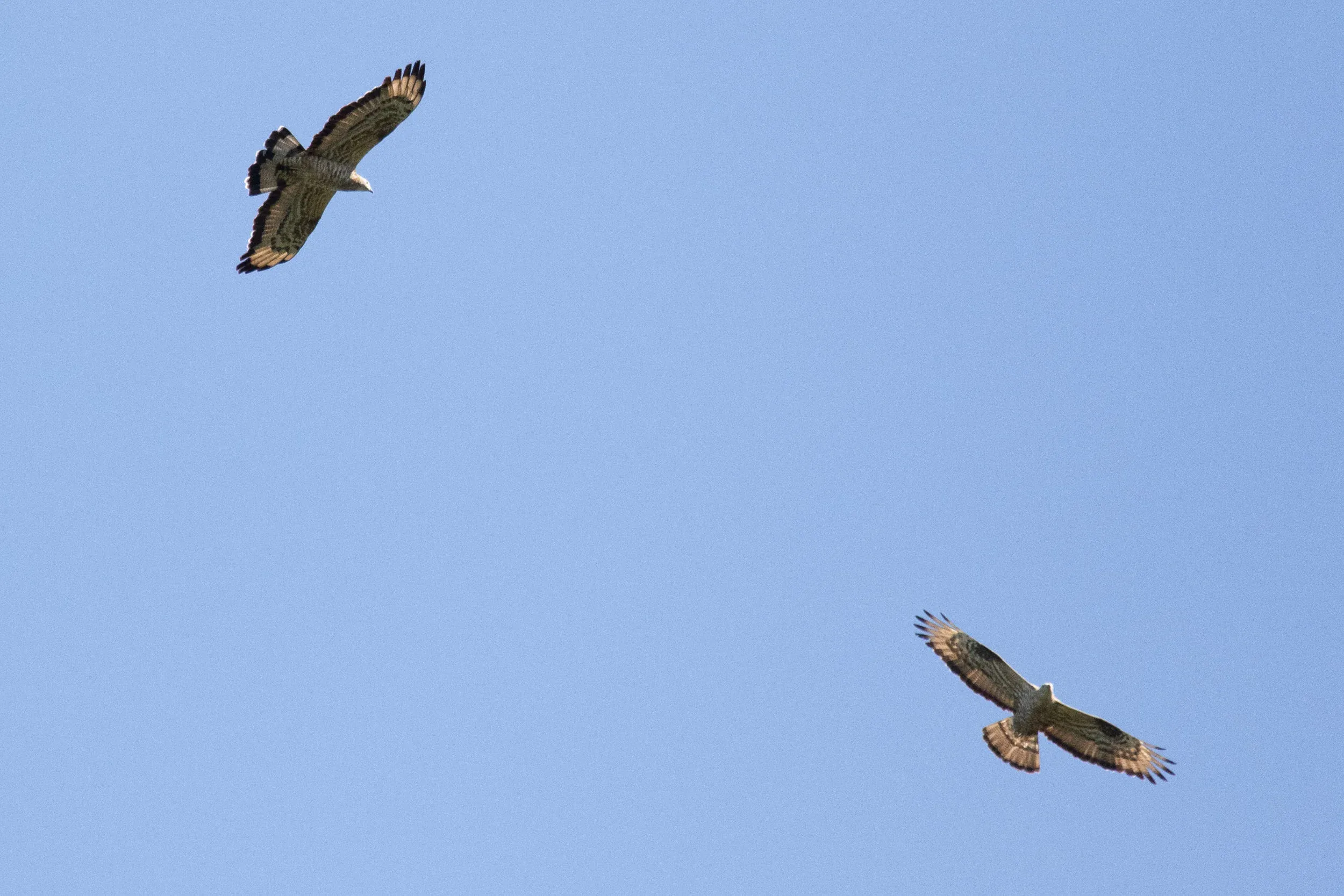 September 13th. Same hybrid adult male Honey Buzzard (left) with a non-hybrid European Honey Buzzard.