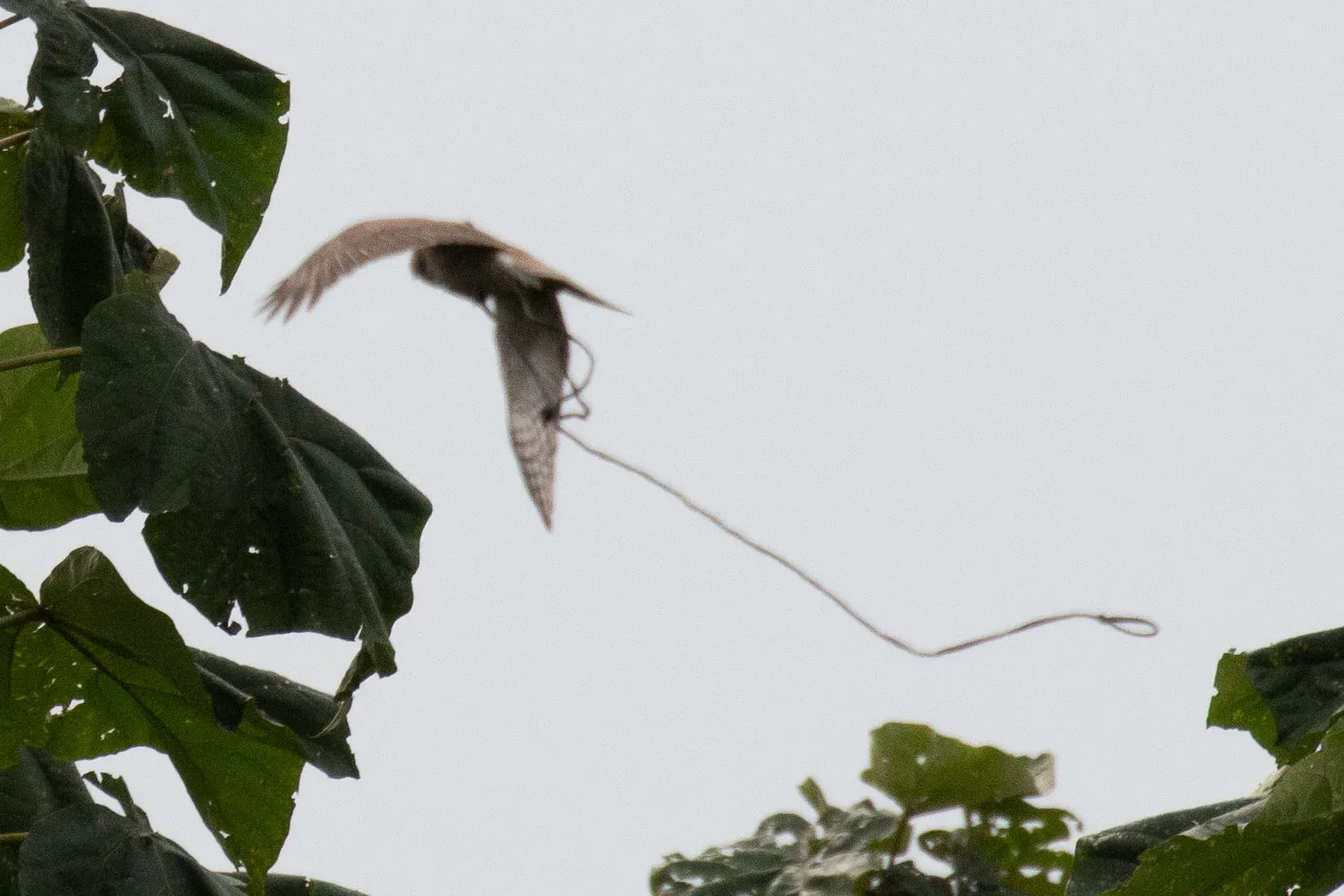 September 14th. Crappy evidence shot of some noose or falconers equipment trailing a Eurasian Sparrowhawk.