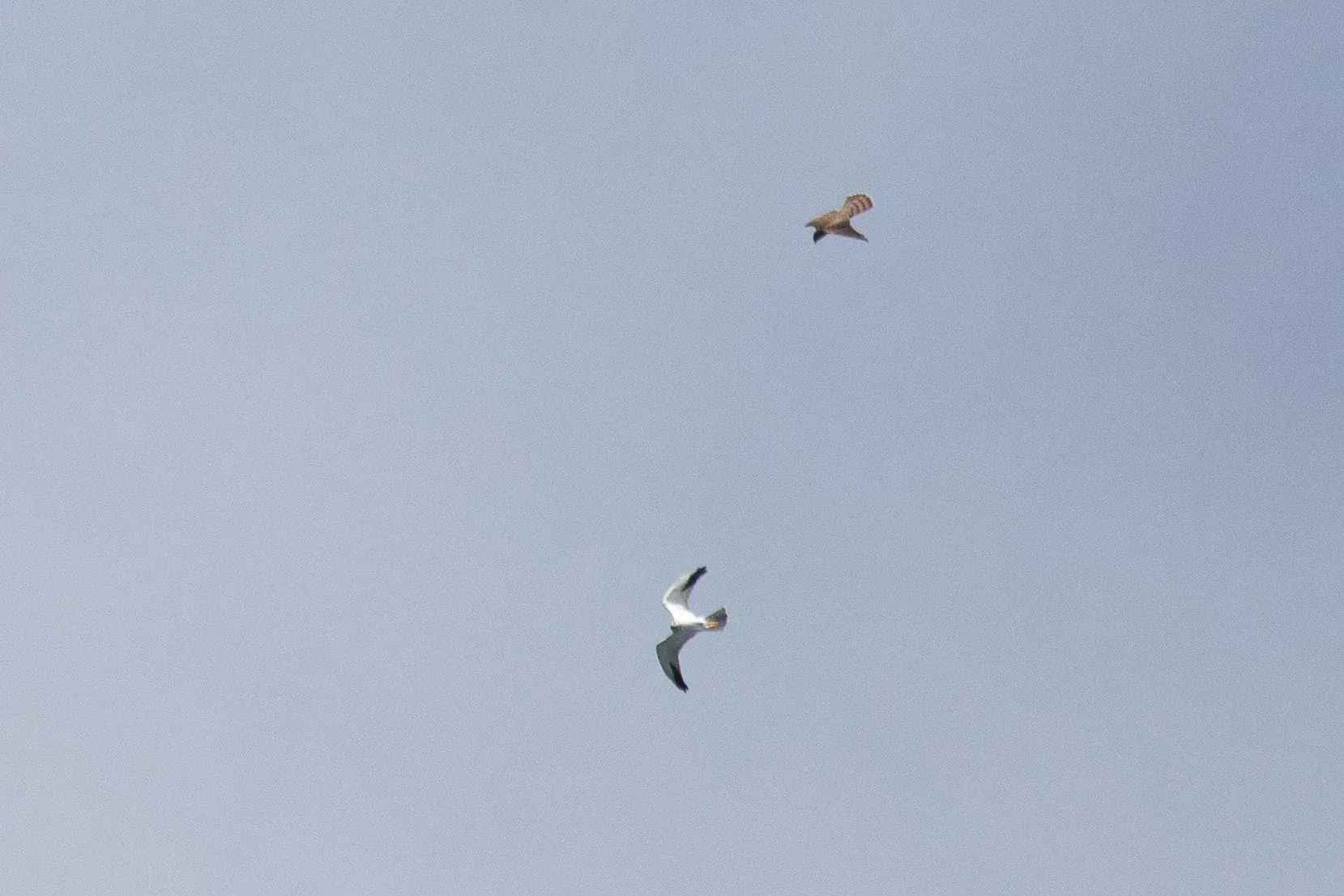 September 15th. Some Accipiter chasing an adult male Pallid Harrier above our heads.