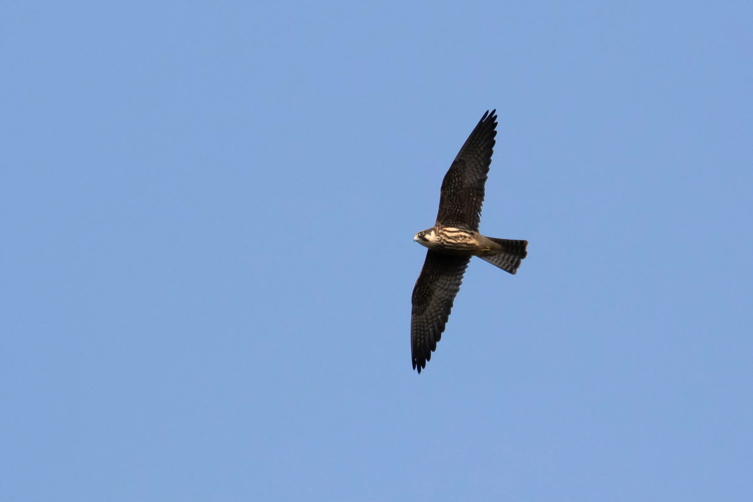 September 16th. Juvenile Hobby.