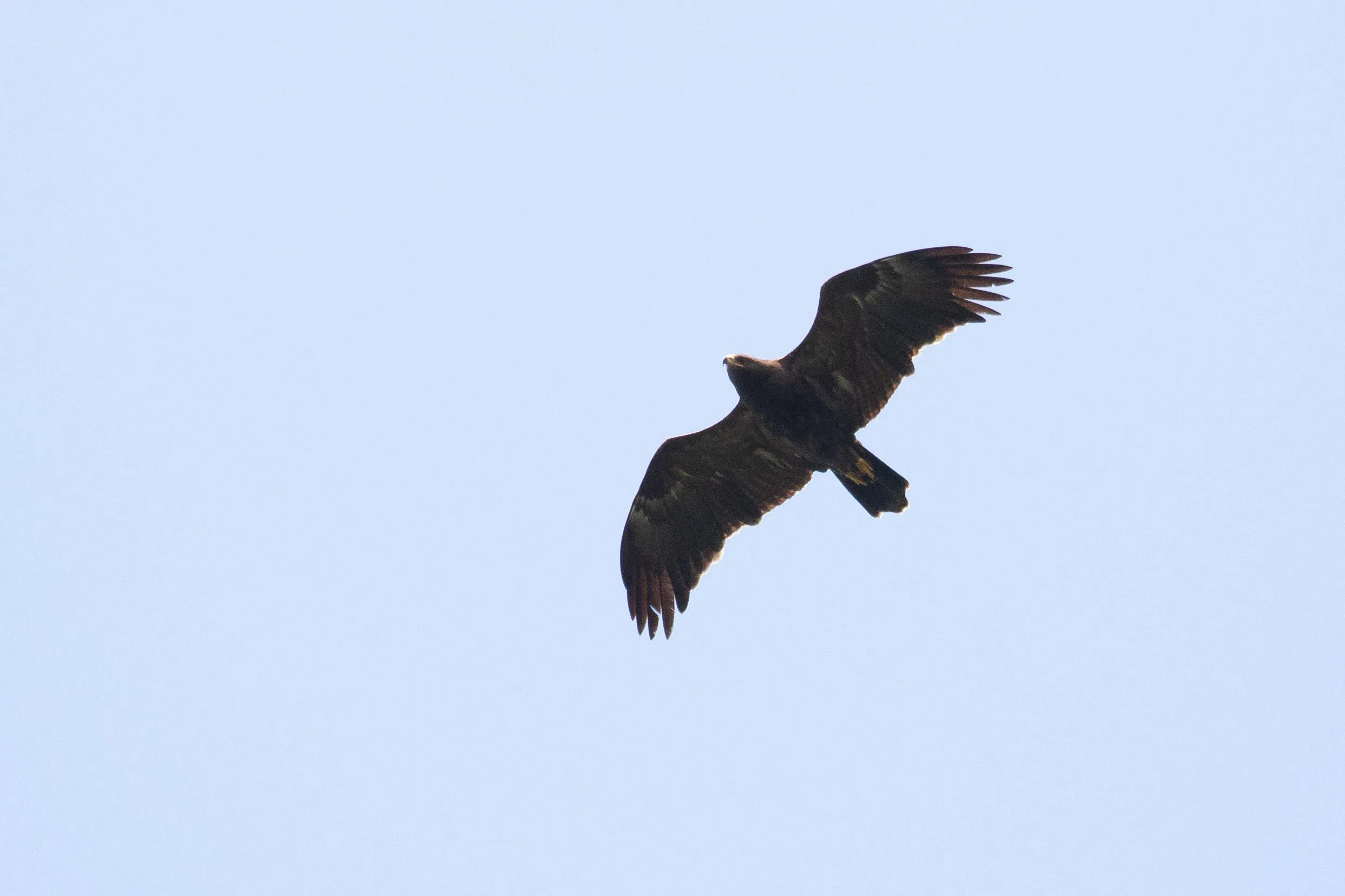 September 16th. Immature (2cy) Lesser Spotted Eagle with fresh inner primaries and the third secondary (S3) counting inwards replaced on both wings.