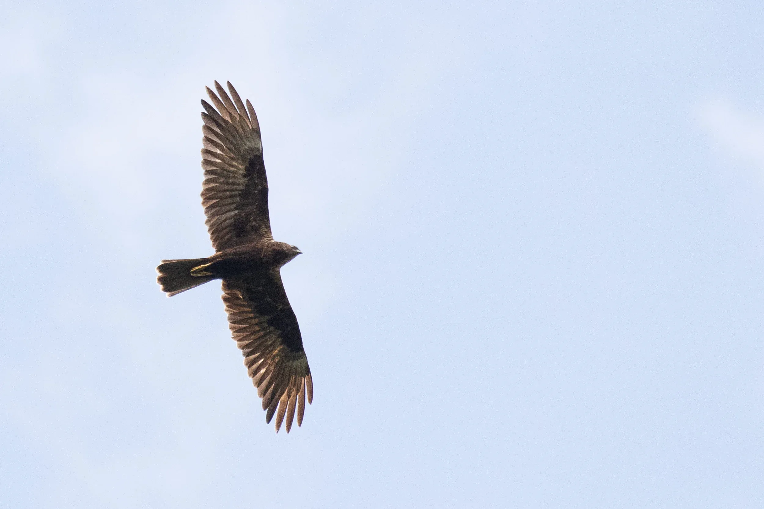 September 16th. Very dark adult female Marsh Harrier, lacking any yellow patches on the head. Although the bird does perhaps not look so dark on the photo, that is mostly the result of overexposing the photo to make the barring — another interesting feature — more clearly visible.