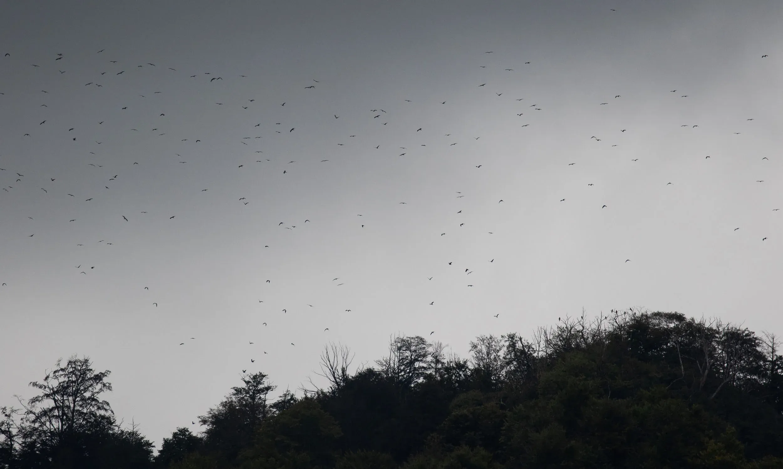 September 19th. Large flock of Black Kites leaving the roost on Little Ginger early in the morning. Some birds are still in the trees.