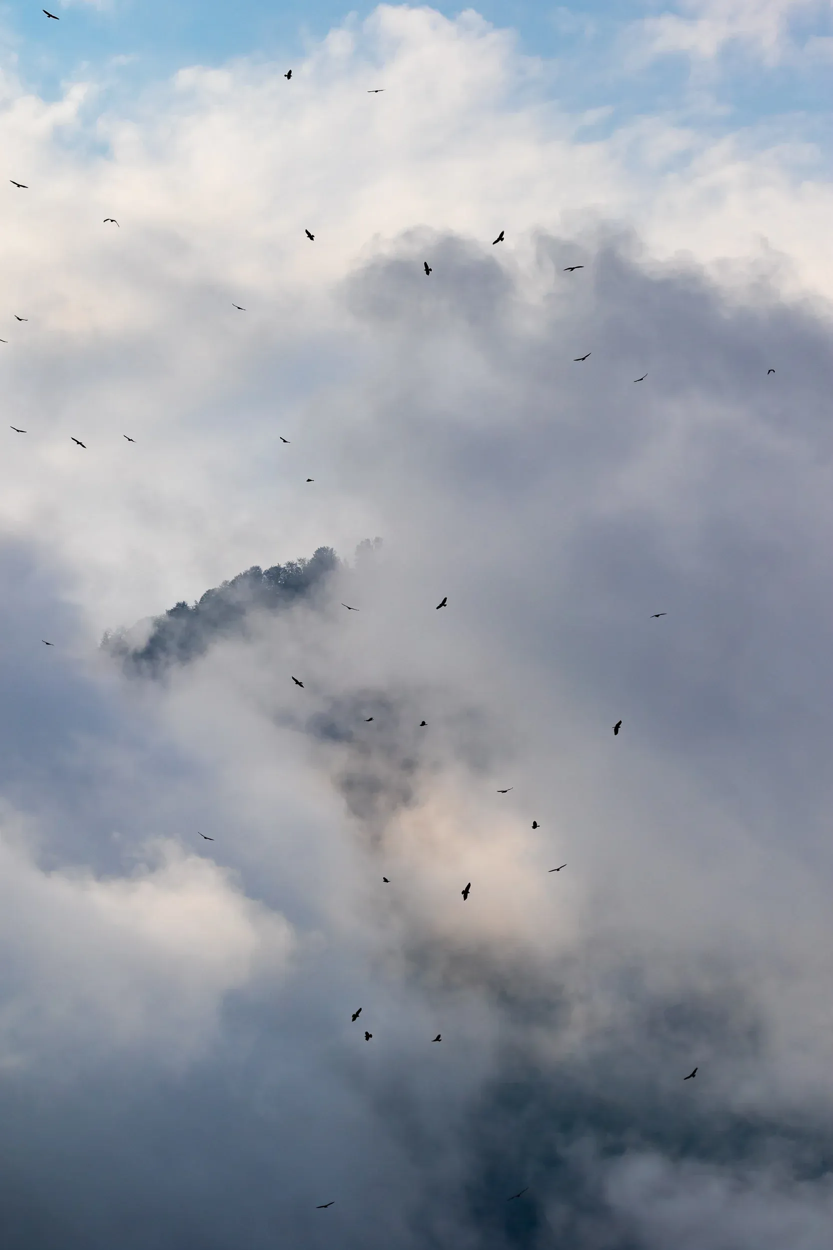 September 22nd. Steppe Buzzards in the clouds.