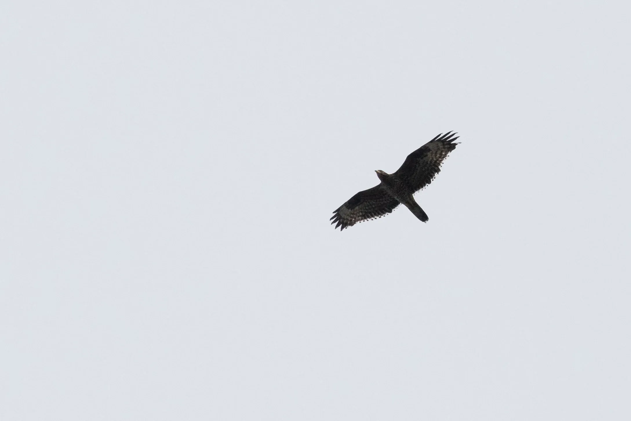 September 23rd. Juvenile Honey Buzzard with fault bars, indicating probable nutrient deficiencies during development of these weakened parts of the flight feathers.