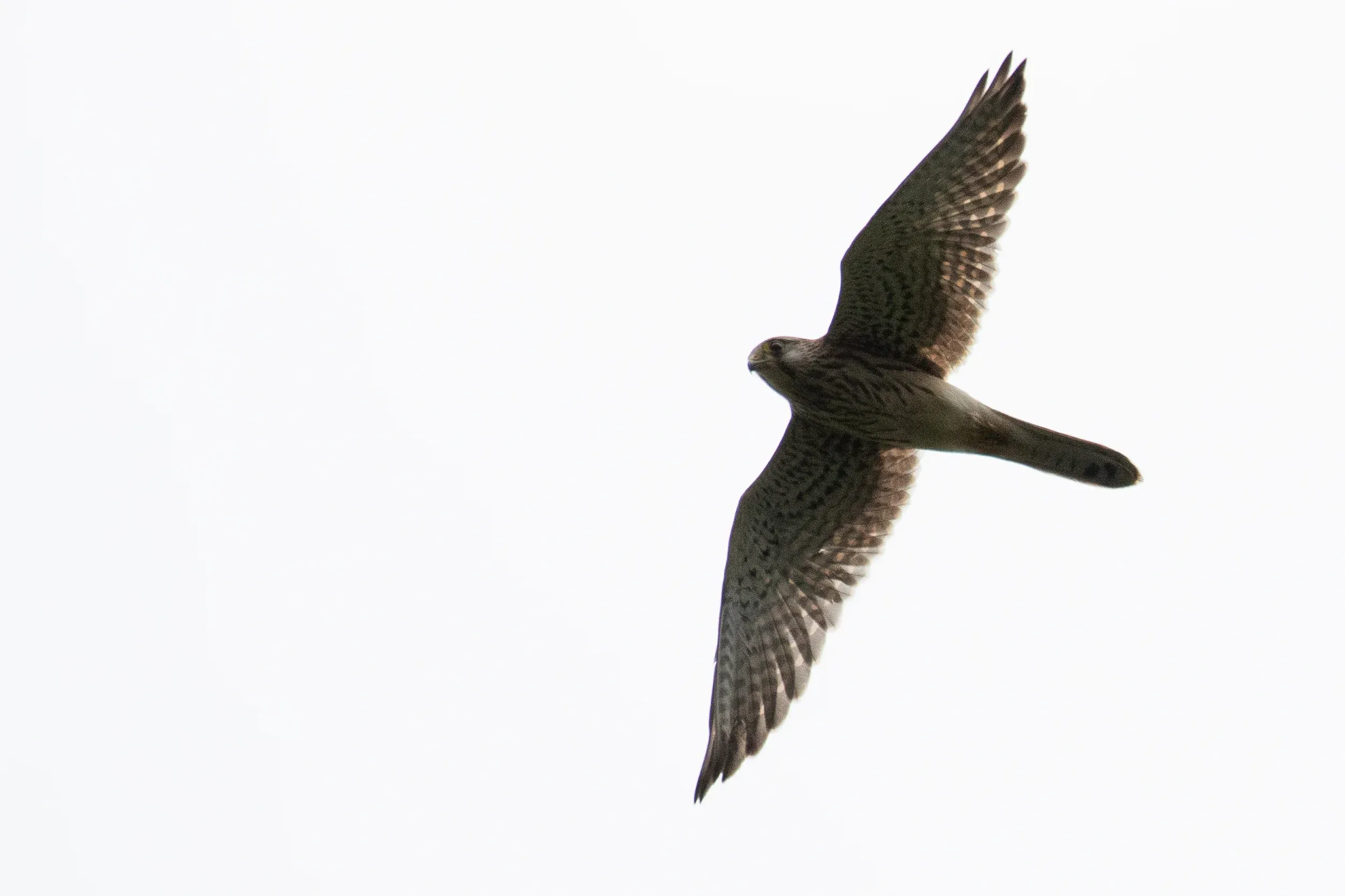 September 27th. Juvenile Common Kestrel (see the length of the outer primary is equal to the 4th counting inwards, P10 = P7).