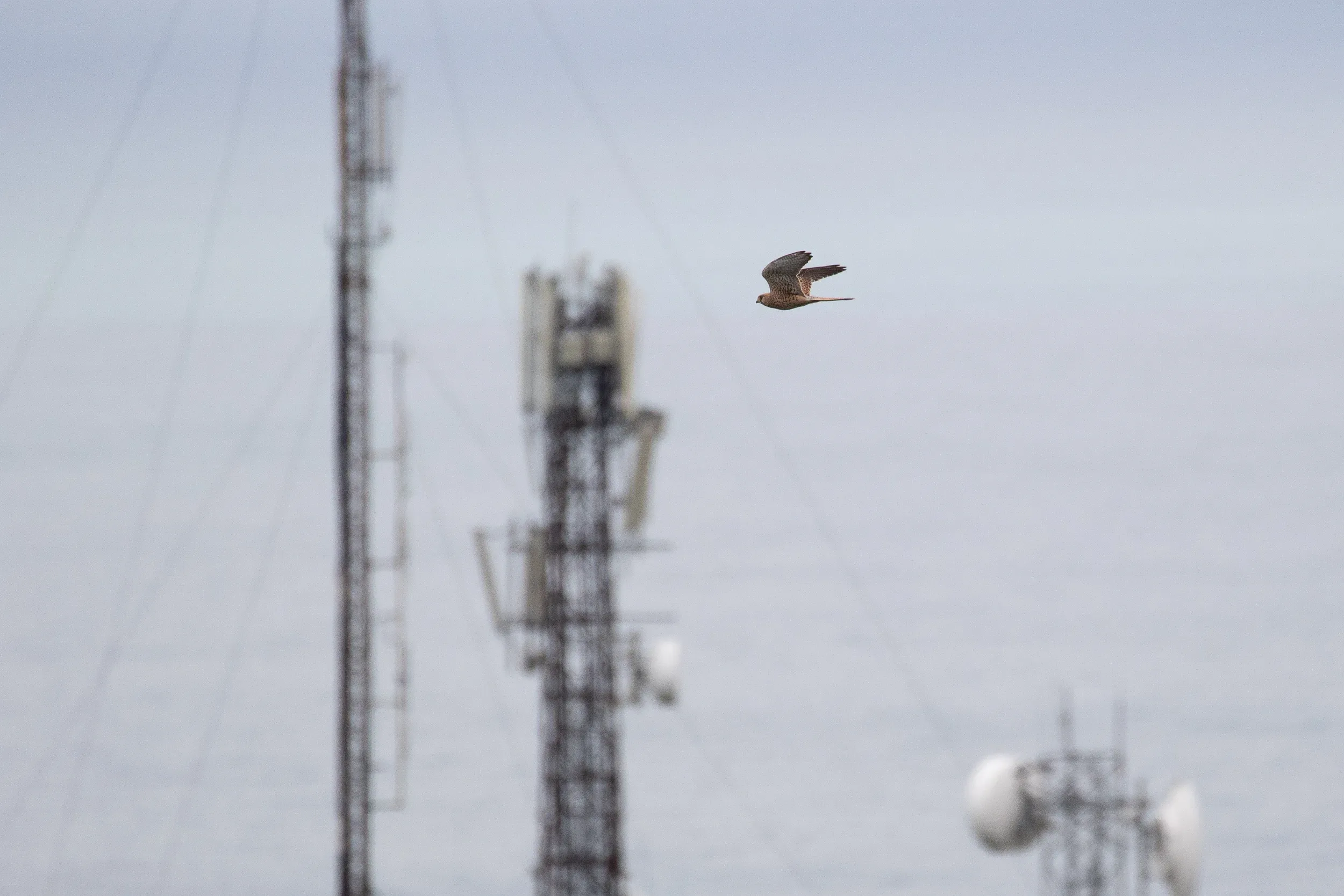 September 27th. A slight drizzle and poof — out of the blue — Falcons everywhere, such as this adult female Common Kestrel.