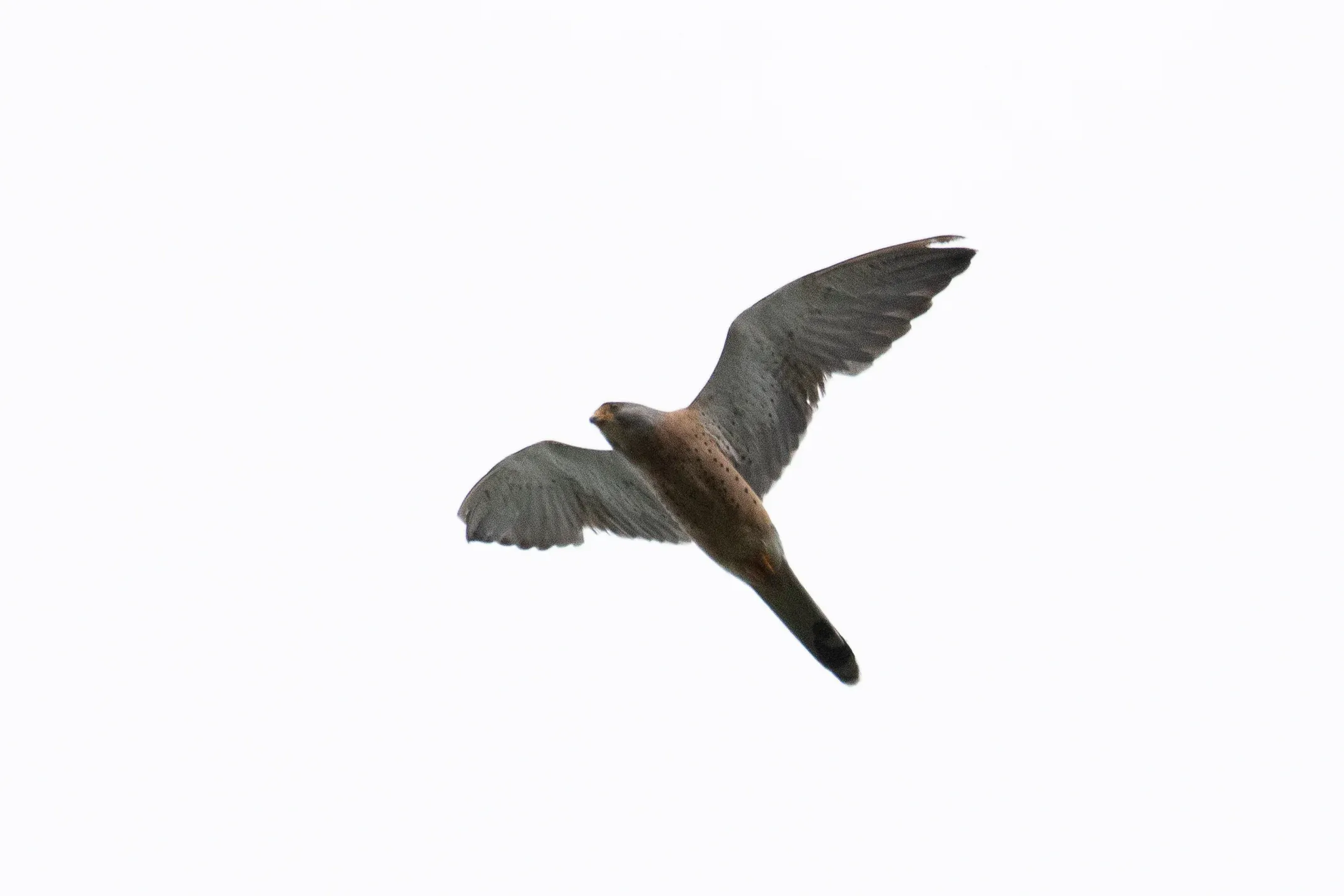 September 27th. Immature male Lesser Kestrel. Aged by retained juvenile outer primaries and barred secondaries. Even though plumage is enough to identify this to species level, P10 is still long enough to use primary formula as well.