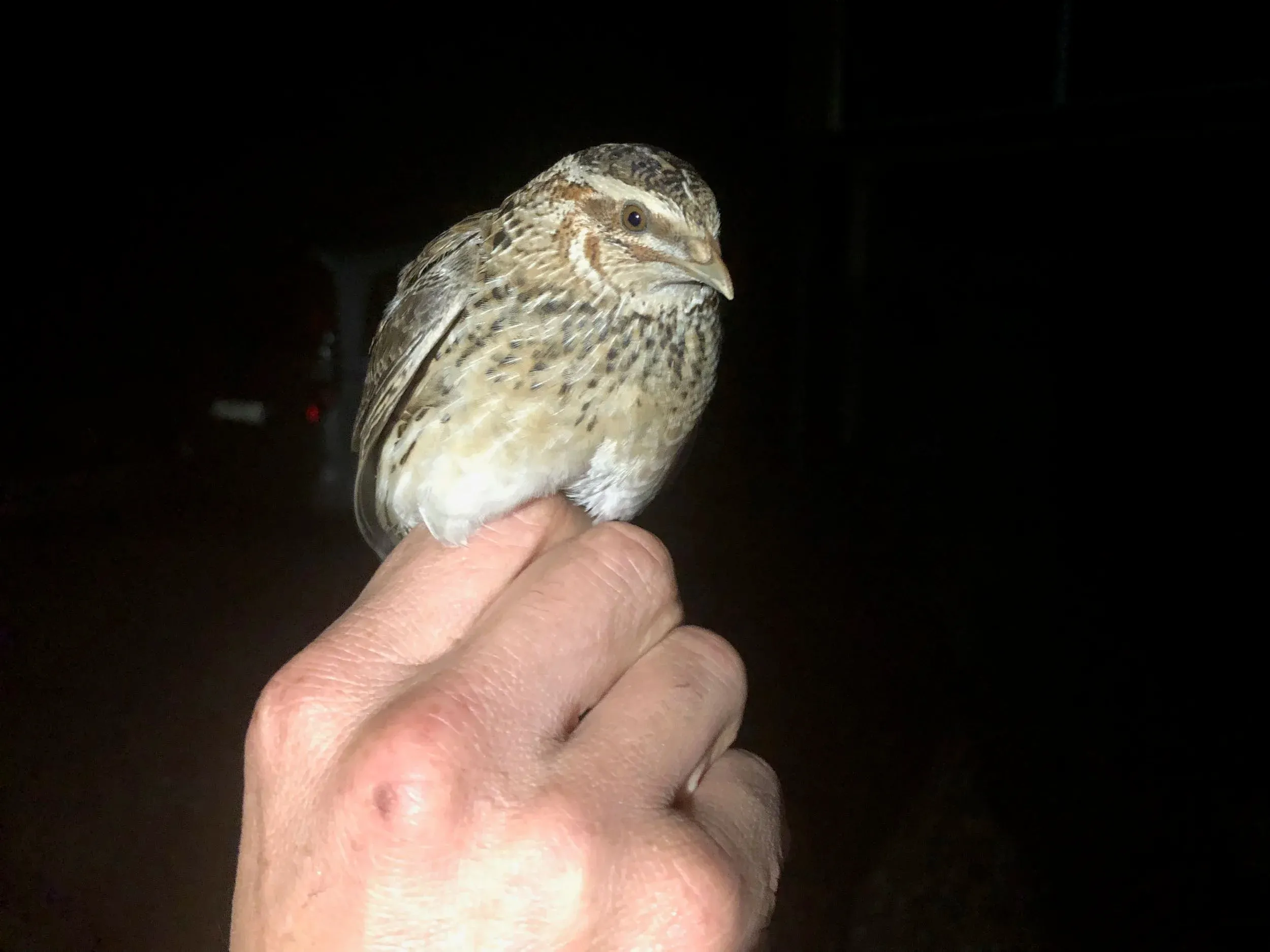 September 28th. A slight drizzle in the night forced some migrants to the ground. On my way back from the Green Café, I almost stepped on a Common Quail and later Ruslan came with this individual that he could pick from the road in front of his car. Needless to say: we did not eat it.