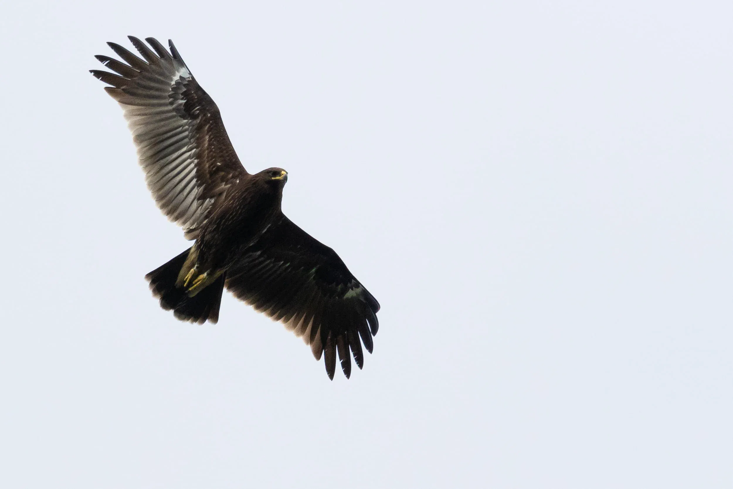 September 29th. Juvenile Greater Spotted Eagle that gave off a fantastic show to counters, coordinators and tourists. Showing the typical silvery shine to the underwing and lacking barring in both the primaries and secondaries altogether. In initially thought this had to do with the quality of the photo, but given the angle of the light on the wings: if there was any barring, it should be visible.