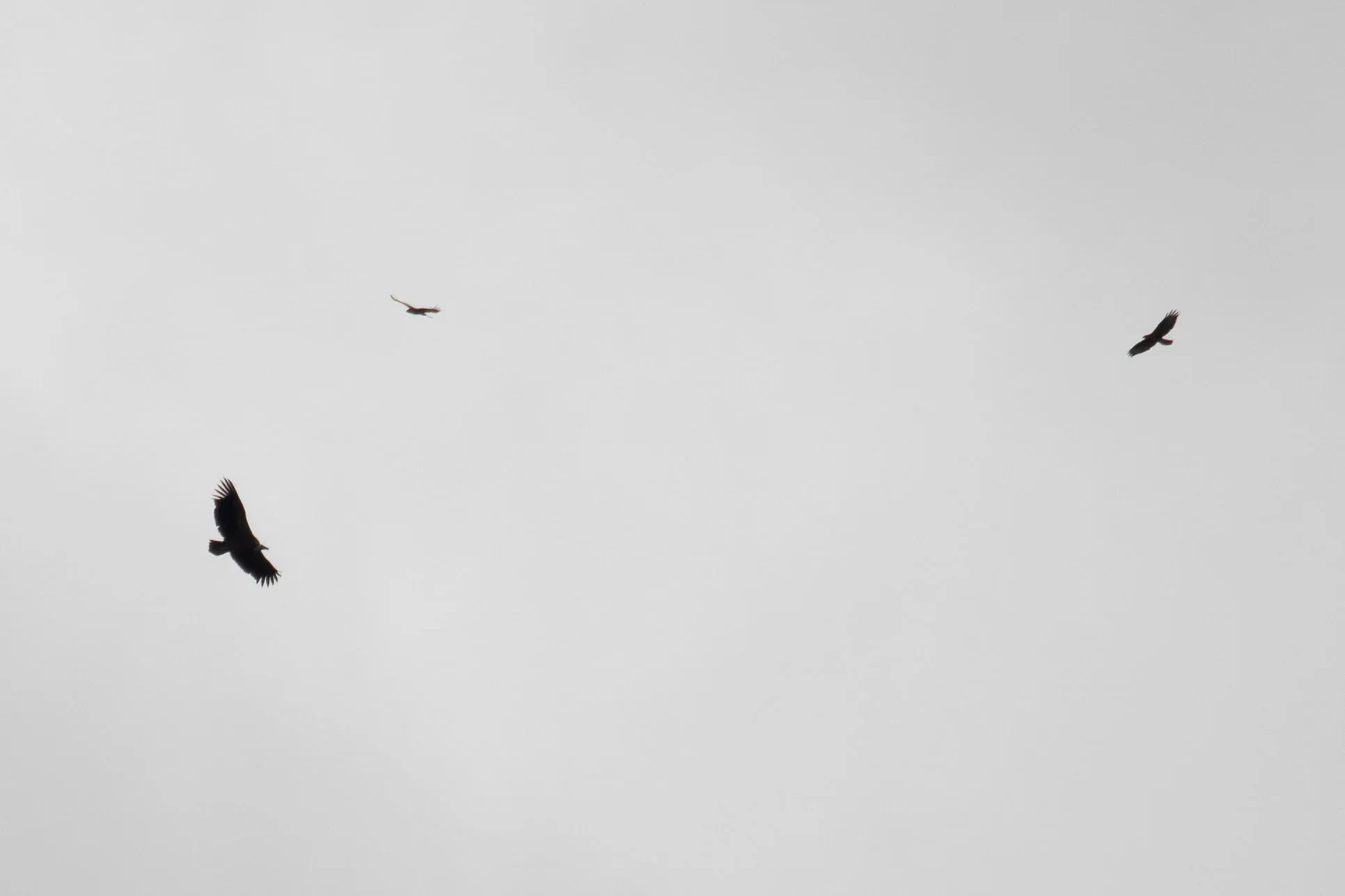 September 29th. Vultures, especially the larger ones, are rare in the bottleneck during our count period. But that makes seeing them, like this Griffon, even better…