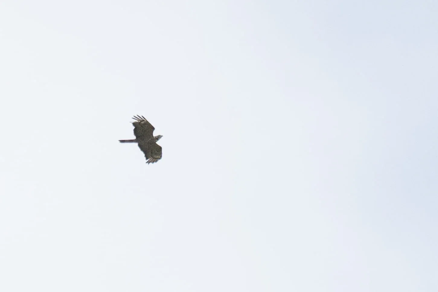September 29th. Strange hybrid Honey Buzzard. Very pale bird, with no carpal patches, very broad hand that clearly fits 6 fingers, very broad bars on the tail, but the wing barring — once again — is very typical for a European HB.