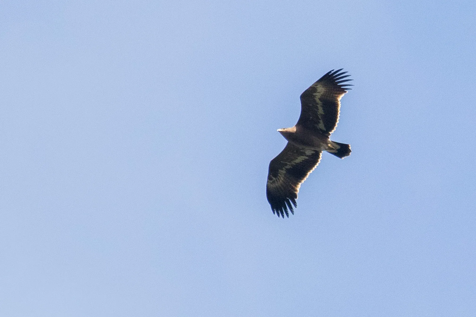 September 29th. Juvenile Steppe Eagle showing a pristine trailing edge to the wing.