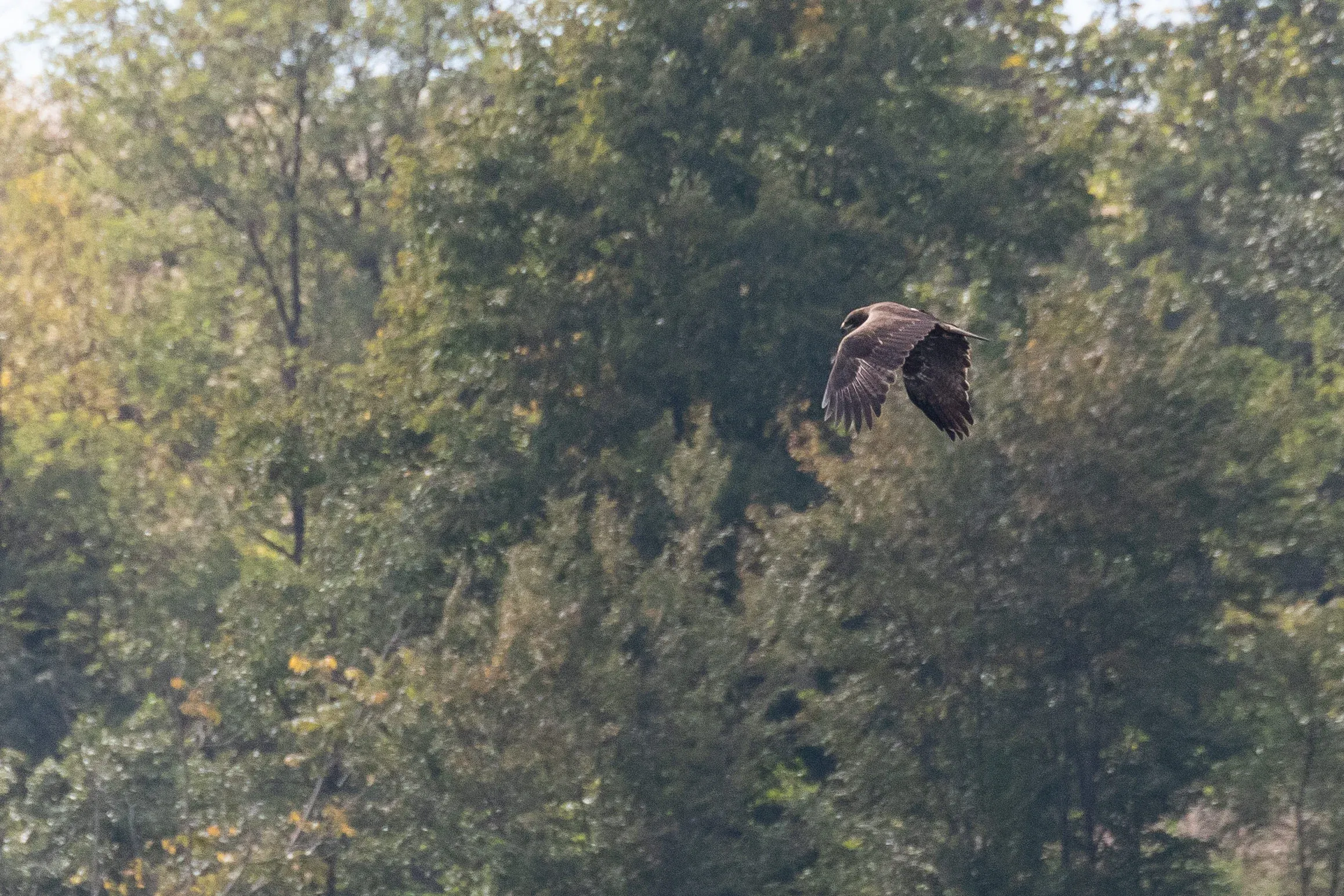 September 29th. (Sub)adult/young adult Steppe Eagle, the same bird.