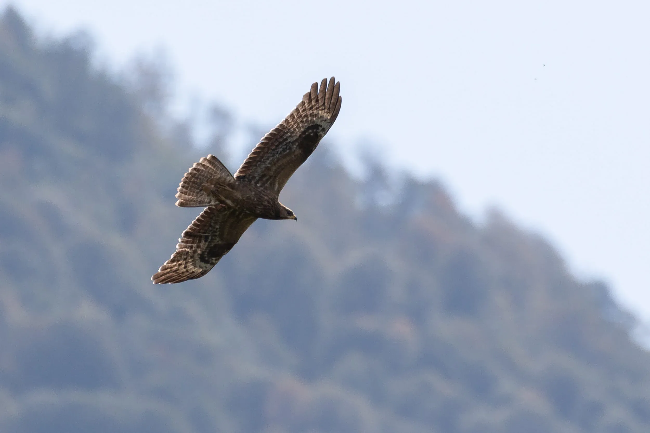 October 1st. Juvenile Honey Buzzard.