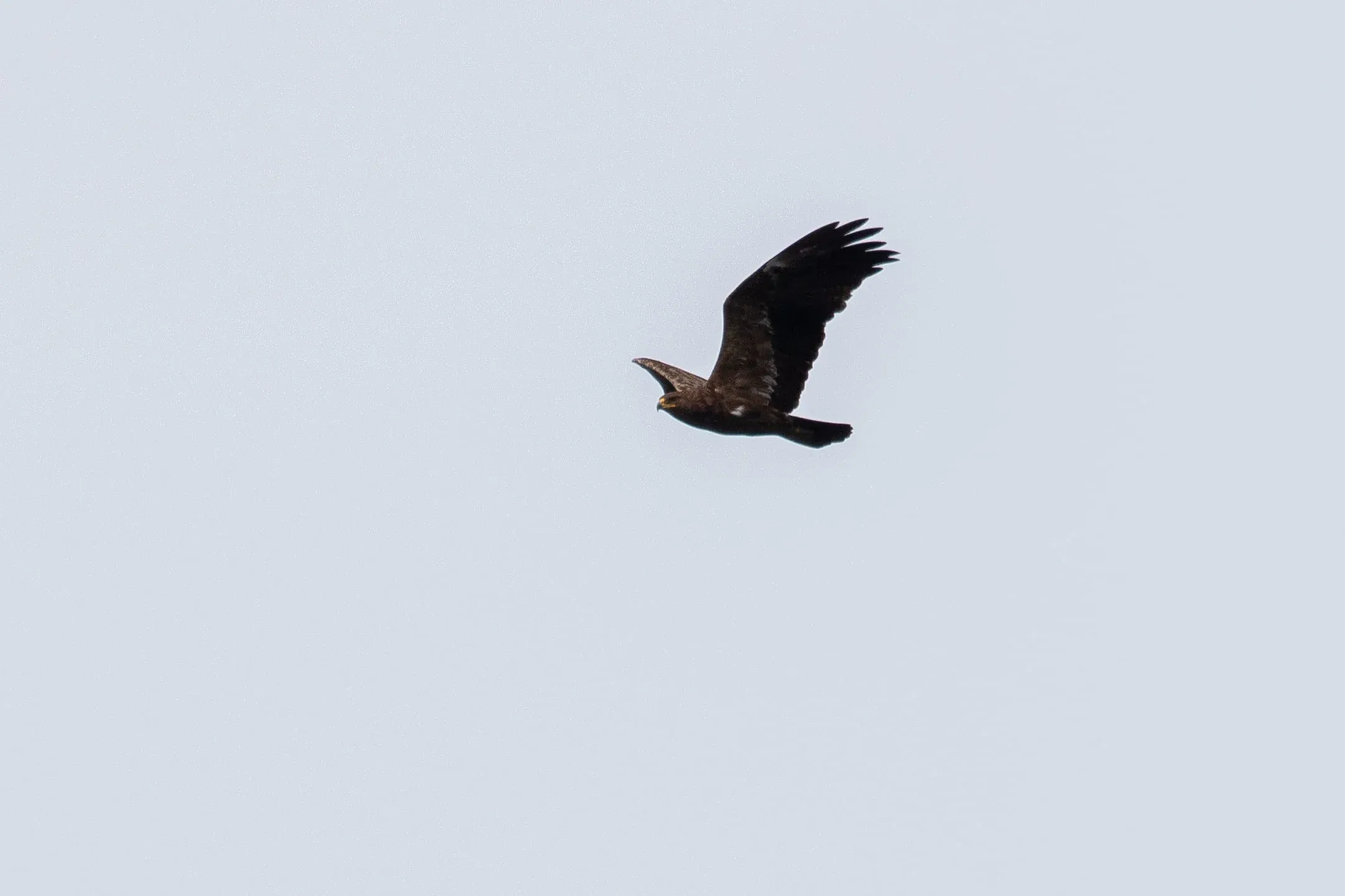 October 1st. Lesser Spotted Eagle (sub)adult.