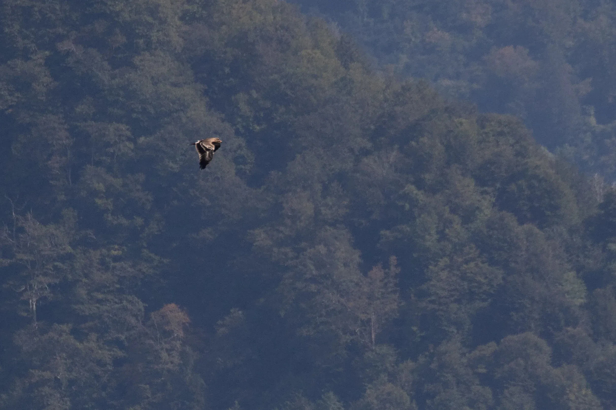 October 1st. Juvenile Steppe Eagle approaching in the distance. A beautifully sand-coloured individual.