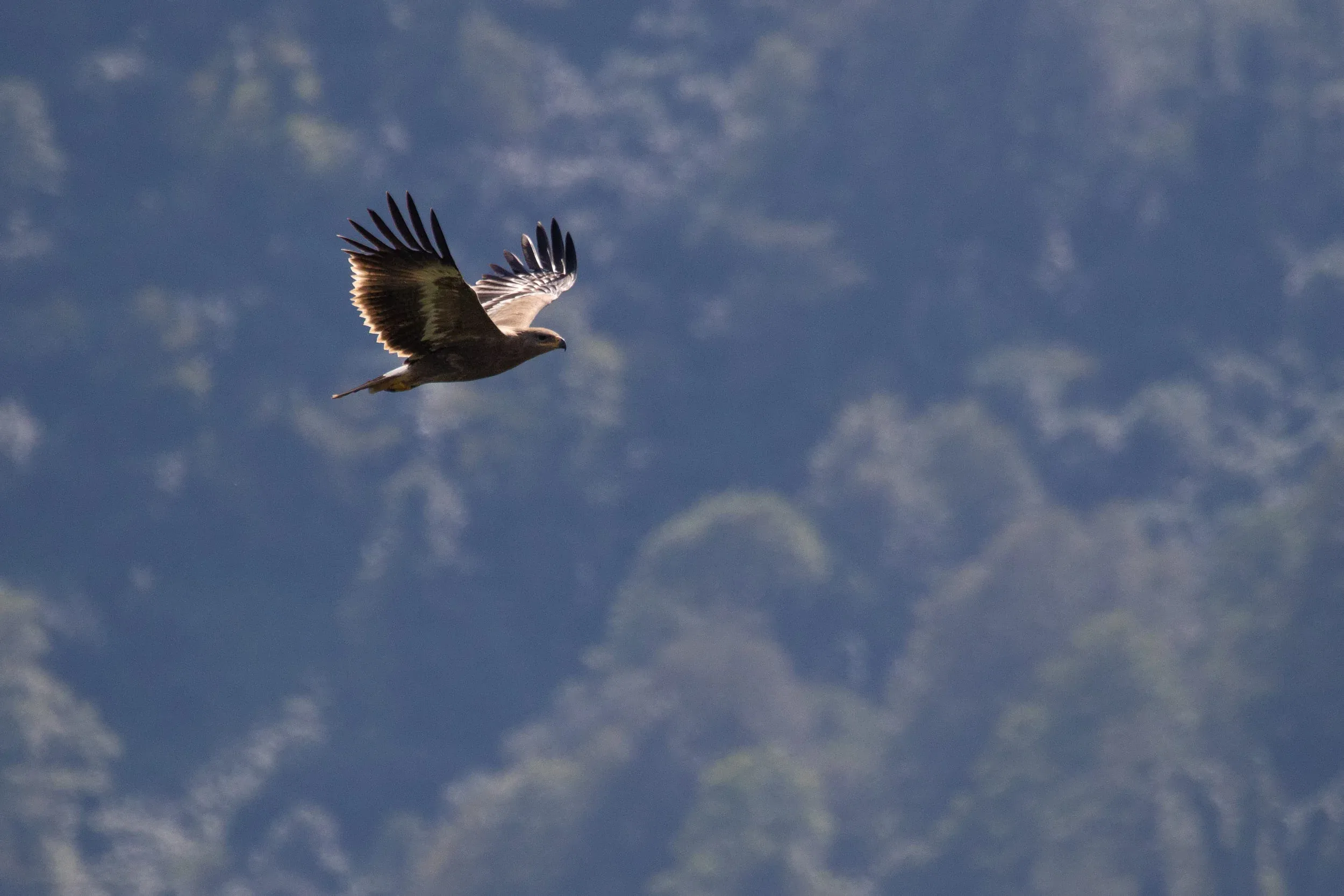 October 1st. Same bird.