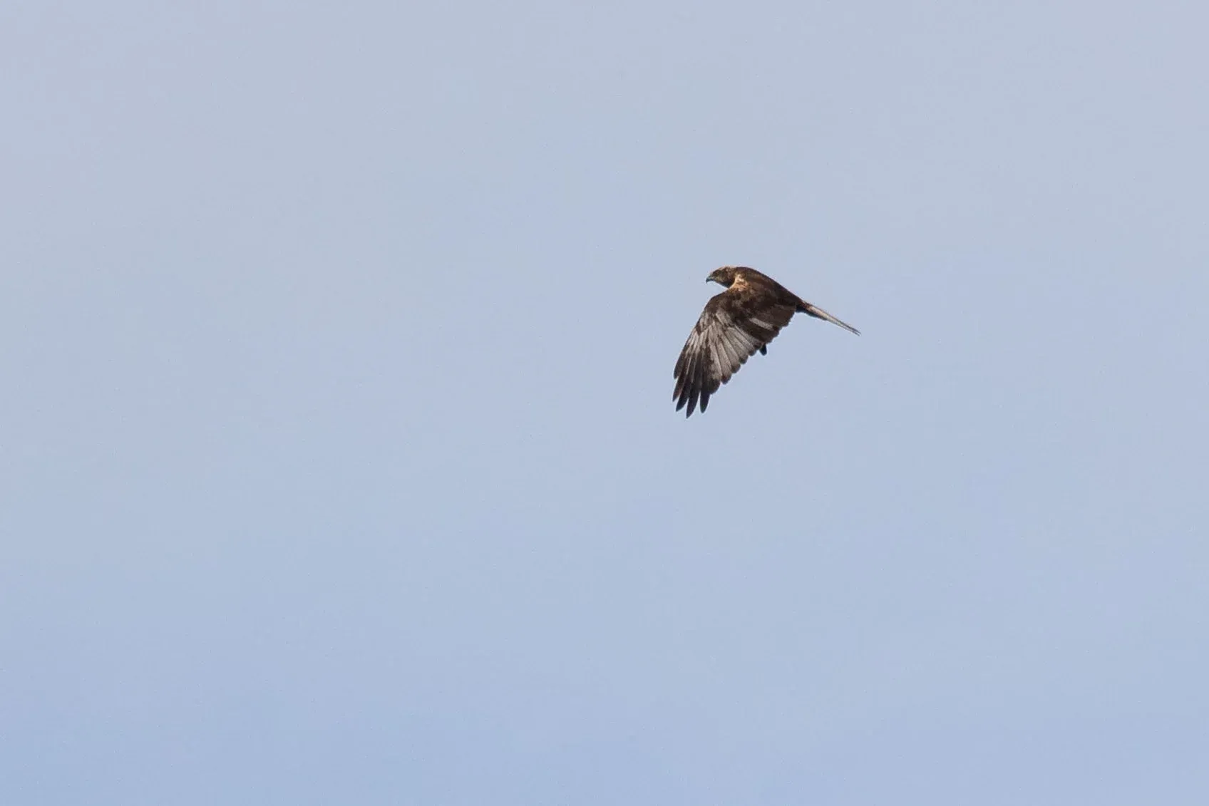 October 4th. Immature male Marsh Harrier.